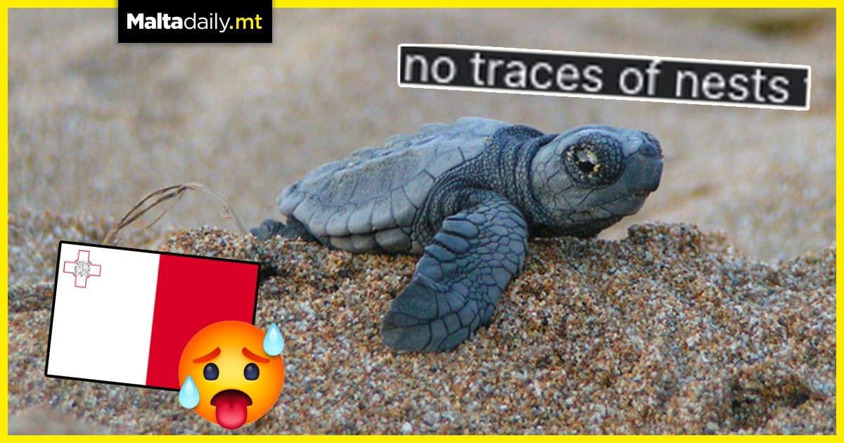 Sea turtles stop nesting on Maltese shores due to heat and noise pollution