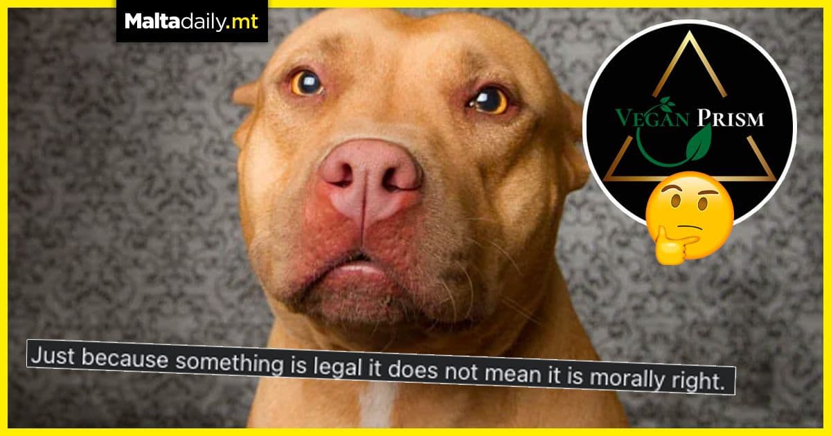 Rehabilitation for aggressive dogs proposed by animal rights activist