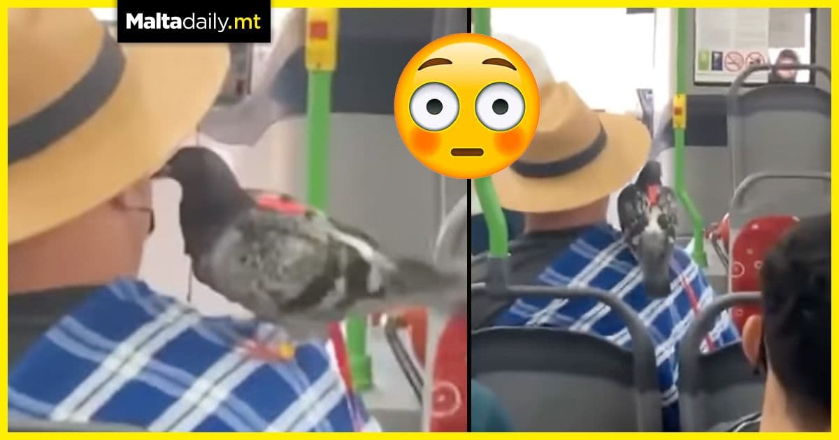 WATCH: Man with pet pigeon hitches a Tal-Linja ride