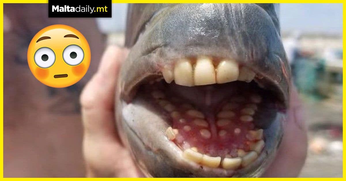 Rare fish with ‘human teeth’ spotted in North Carolina