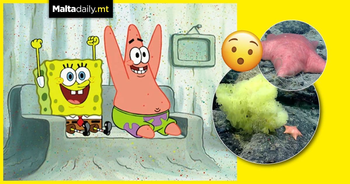 Real-life SpongeBob and Patrick found by marine scientist