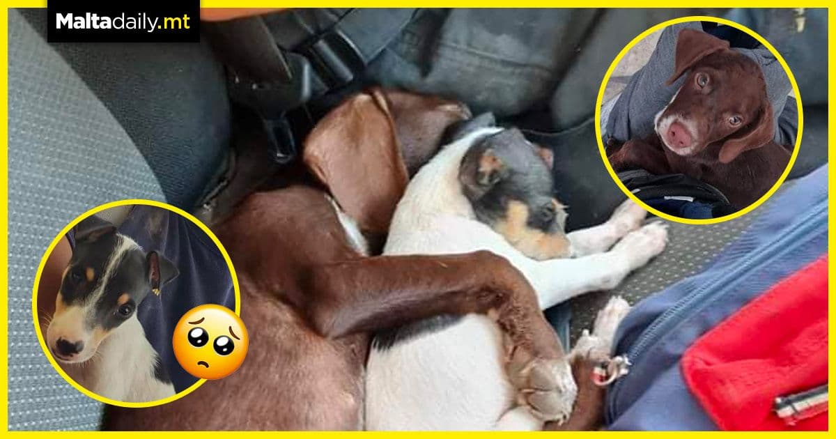 Puppies rescued from Mellieha fires seeking forever homes