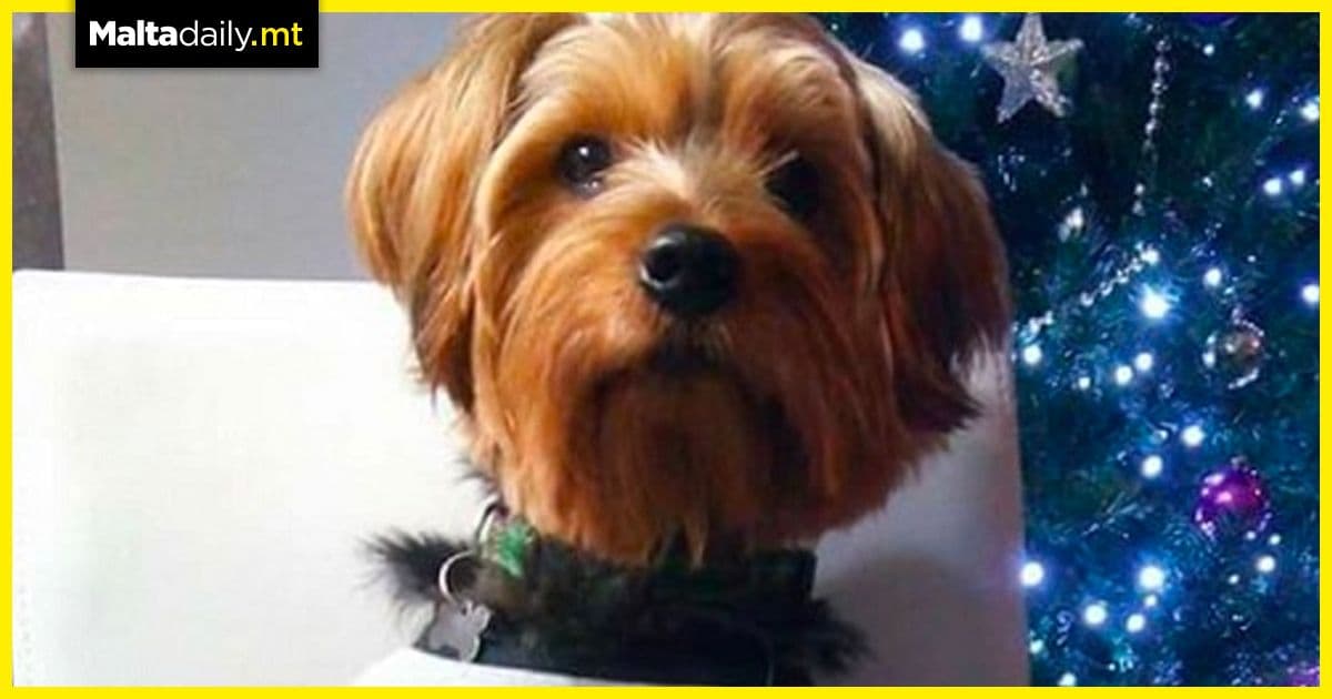 Pet dog taken to groomer for shaving dies after few hours