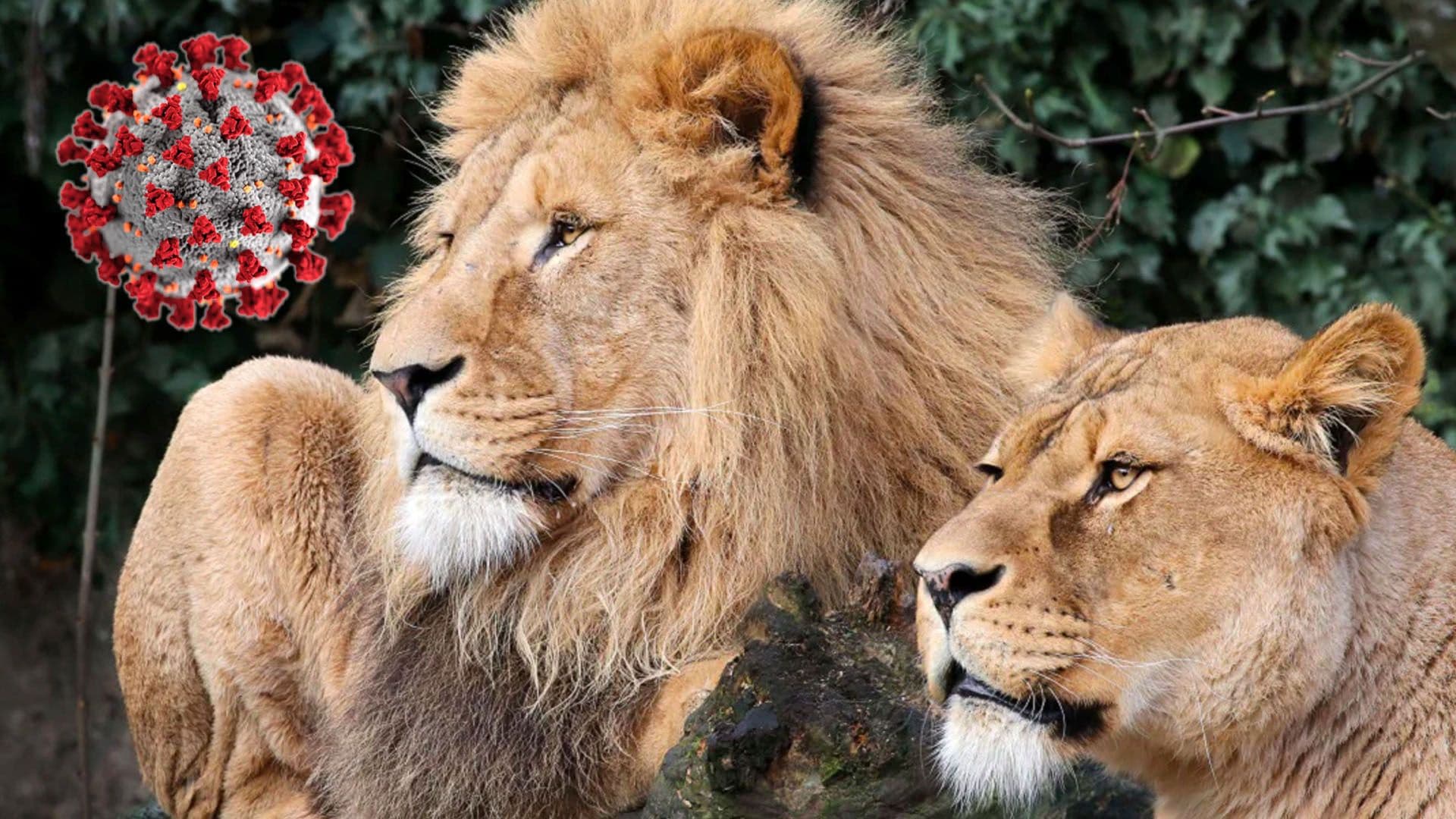 8 lions test positive for COVID-19 in Indian zoo