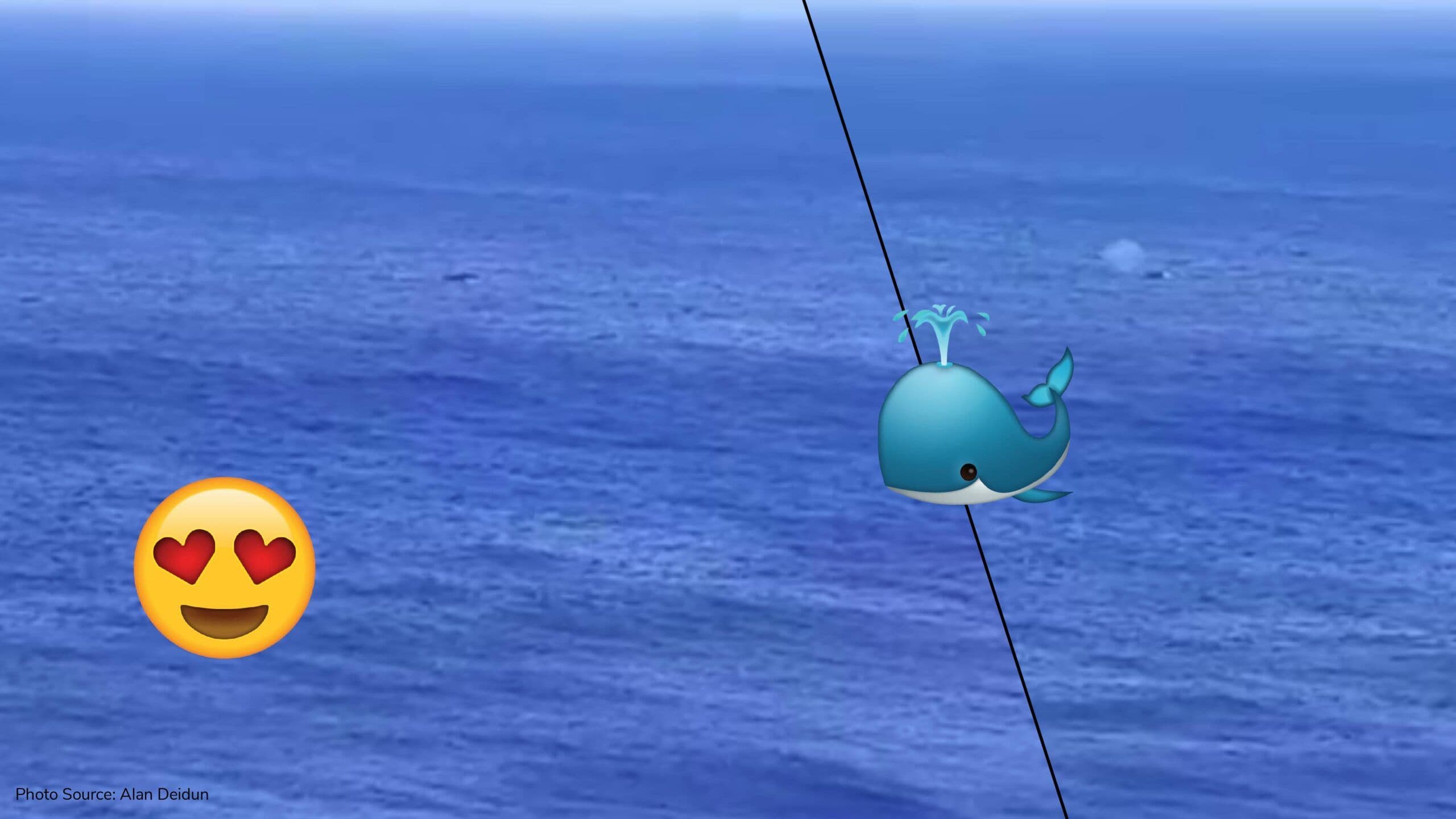 WATCH: Marine biologist catches fin whale on video off the coast of Gozo