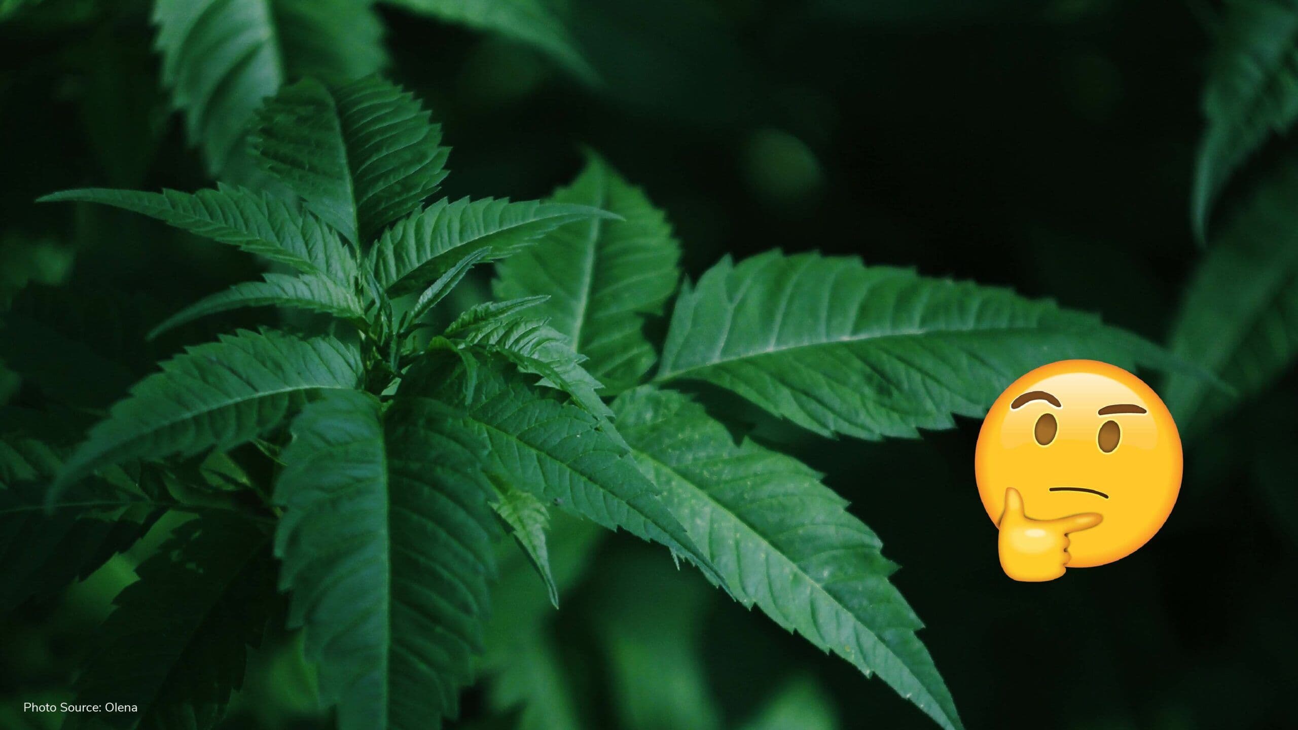 Cannabis reform ‘may hurt society’; Caritas & other groups react