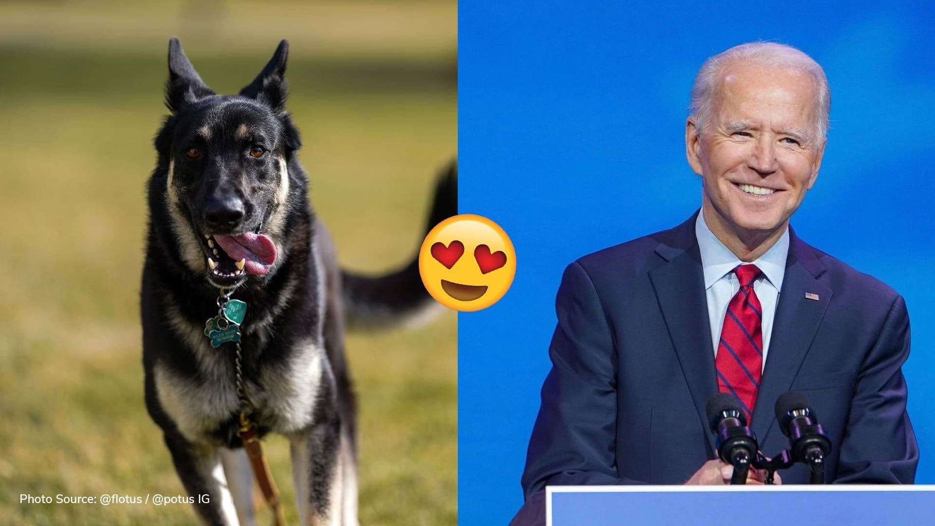 Biden-family dogs Champ and Major arrive at the White House