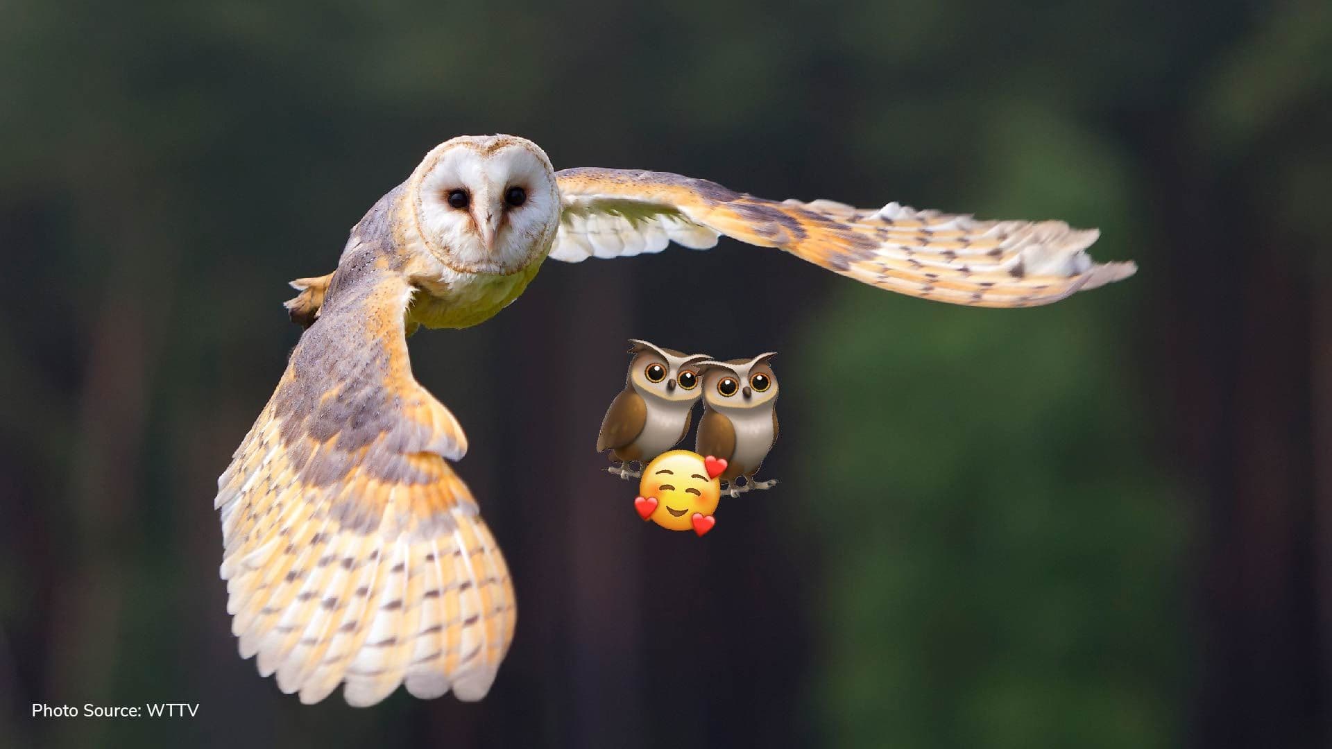 Ministry pairs two owls as part of biodiversity revival project