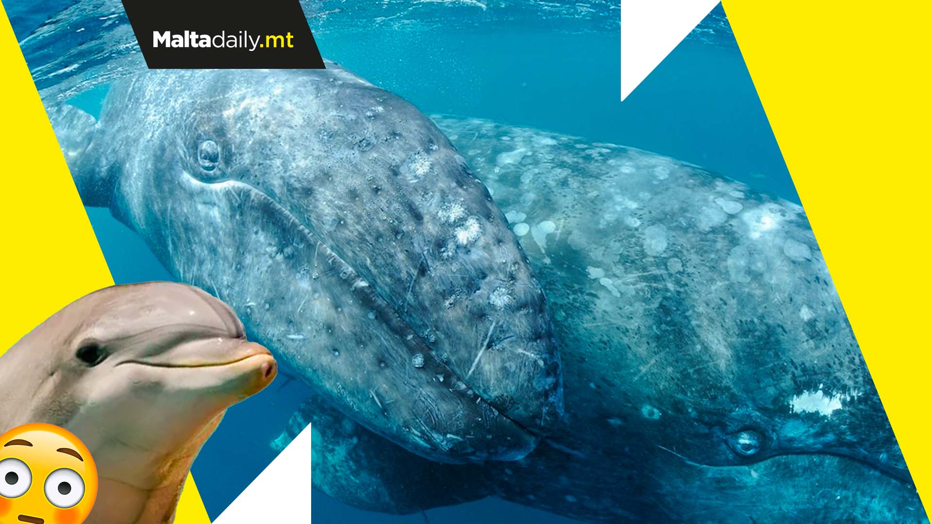 Gray whales often engage in threesomes… and dolphins watch