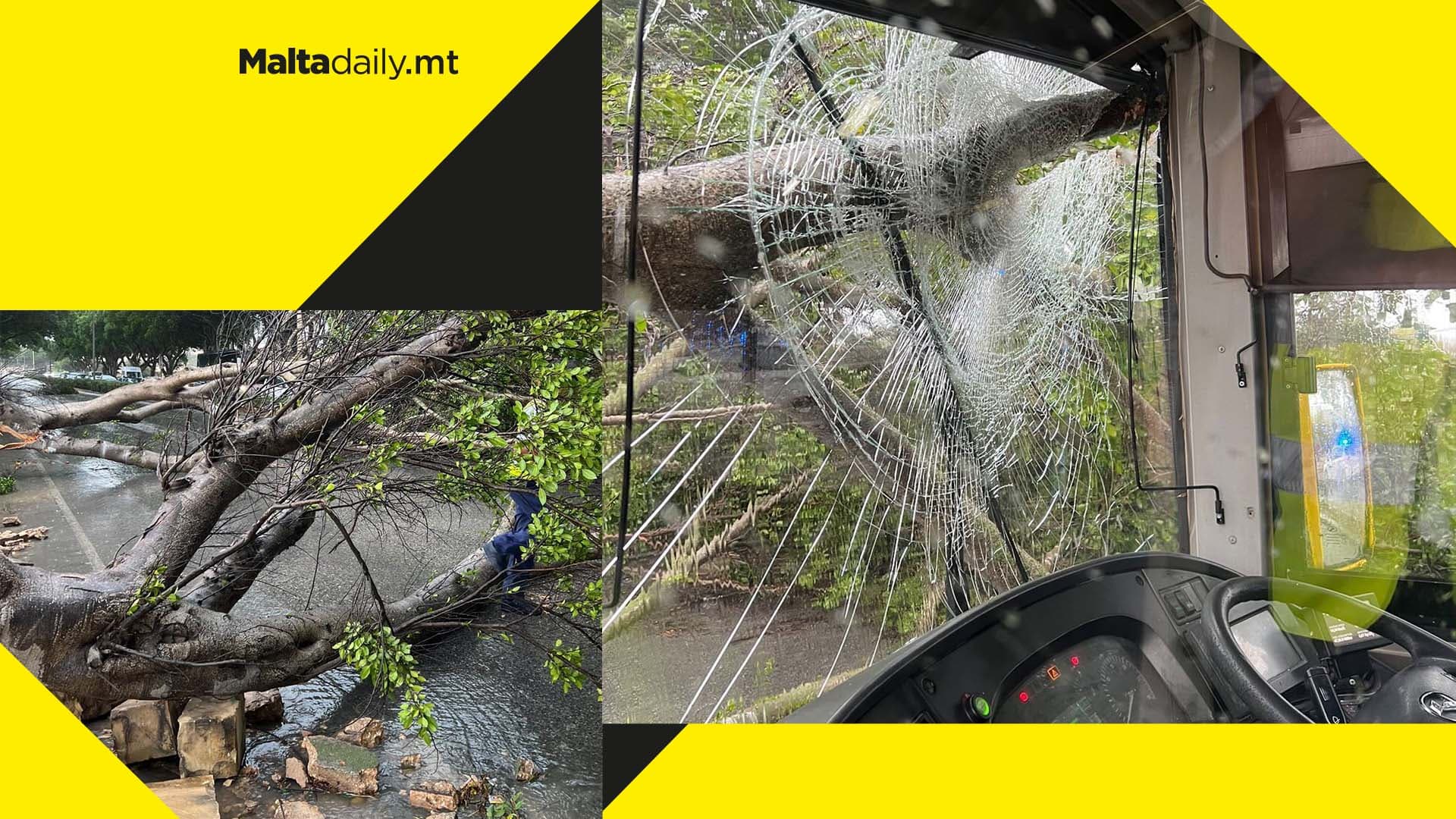 Bus suffers major damage after falling tree smashes windscreen in Tal-Barrani road