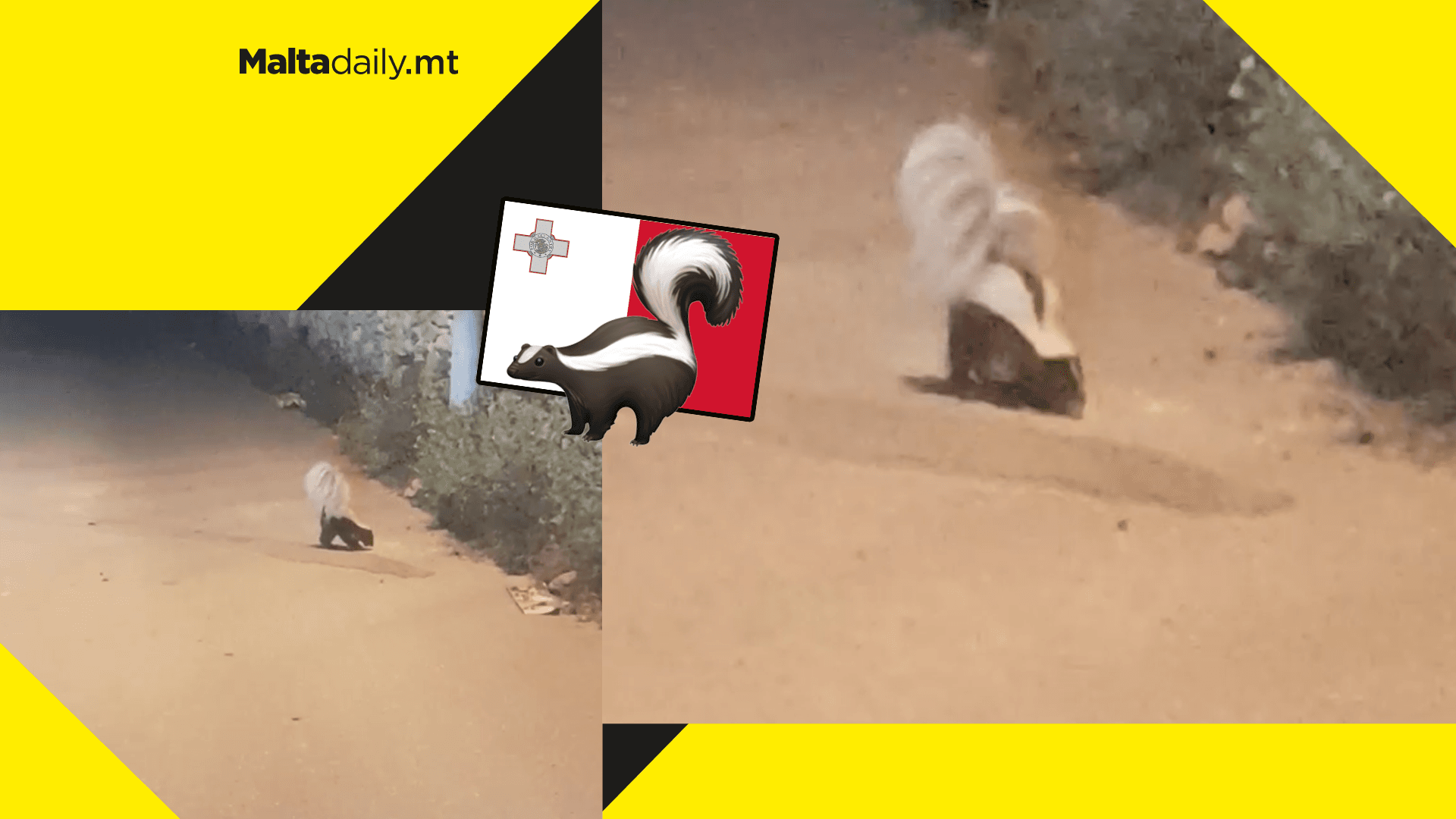 Skunk spotted running around San Blas, Malta