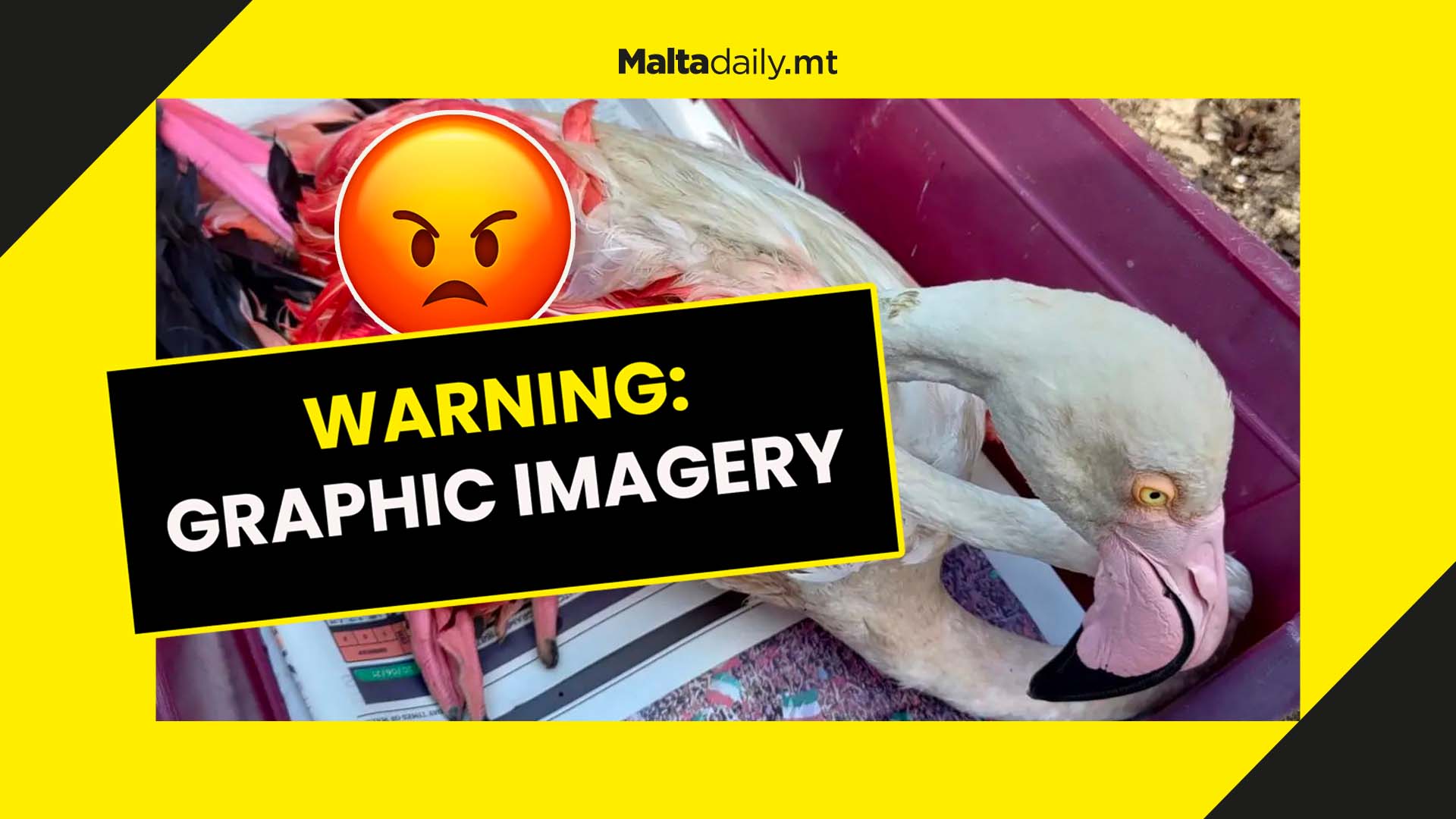 Greater Flamingo found illegally shot and wounded off Gozo coast