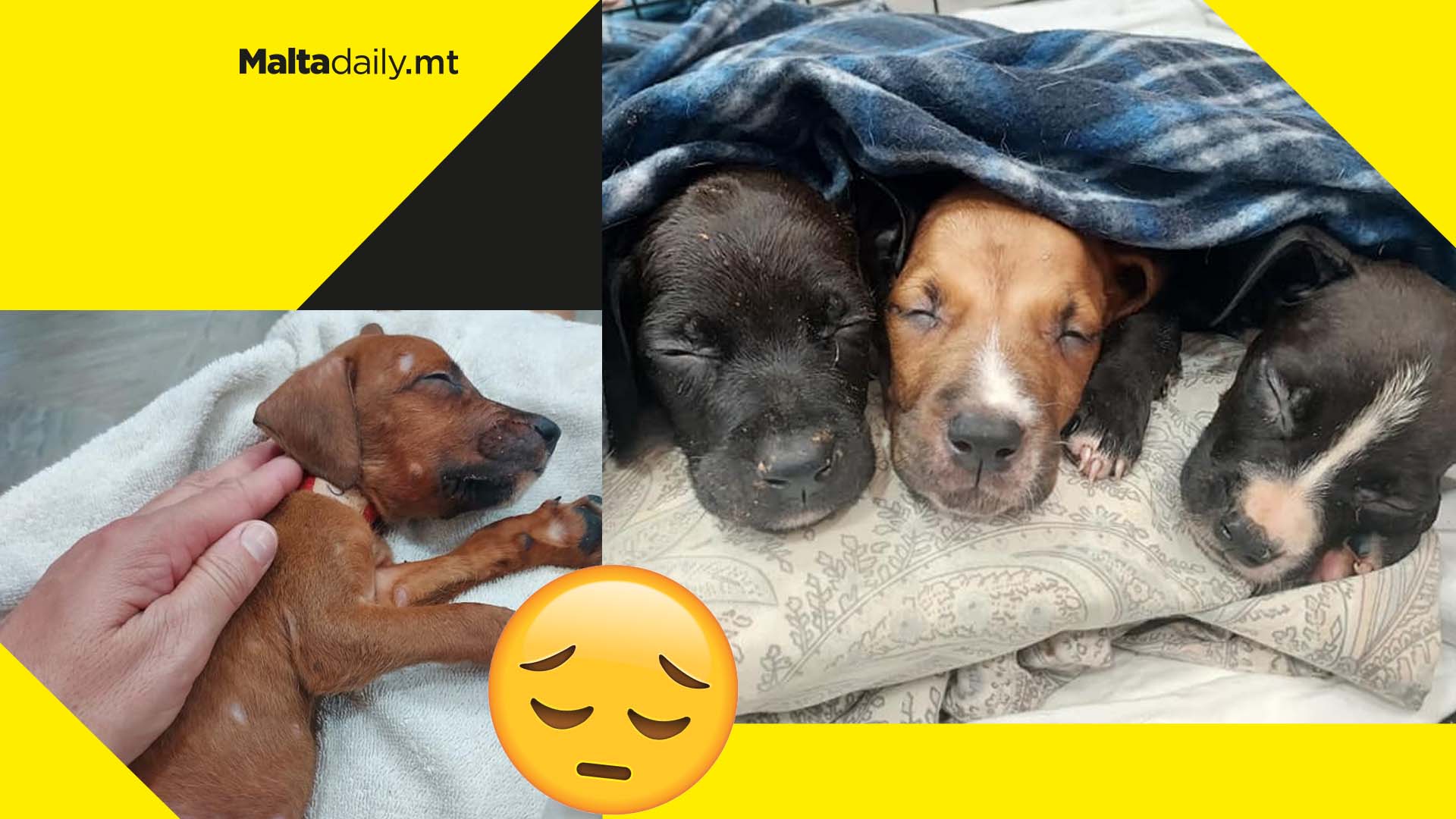 Litter of six puppies abandoned in Malta’s streets