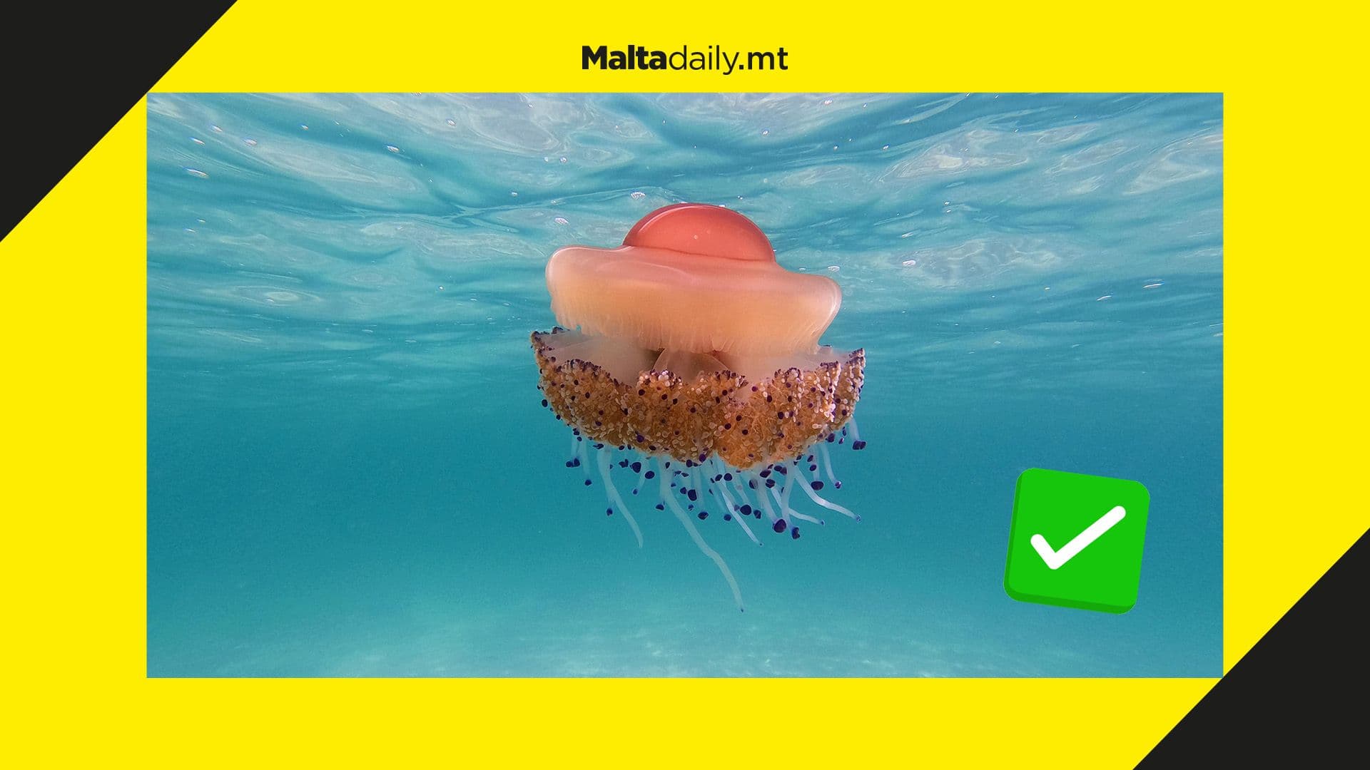 Public encouraged to protect ‘harmless’ fried egg jellyfish which feeds on other jellyfish