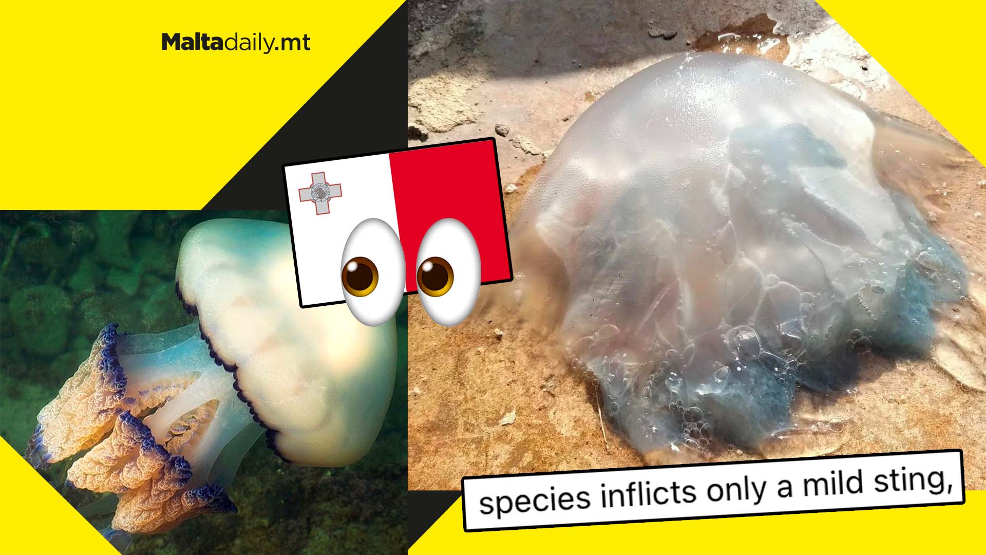 Rare and massive barrel jellyfish beaches in Xlendi, Malta