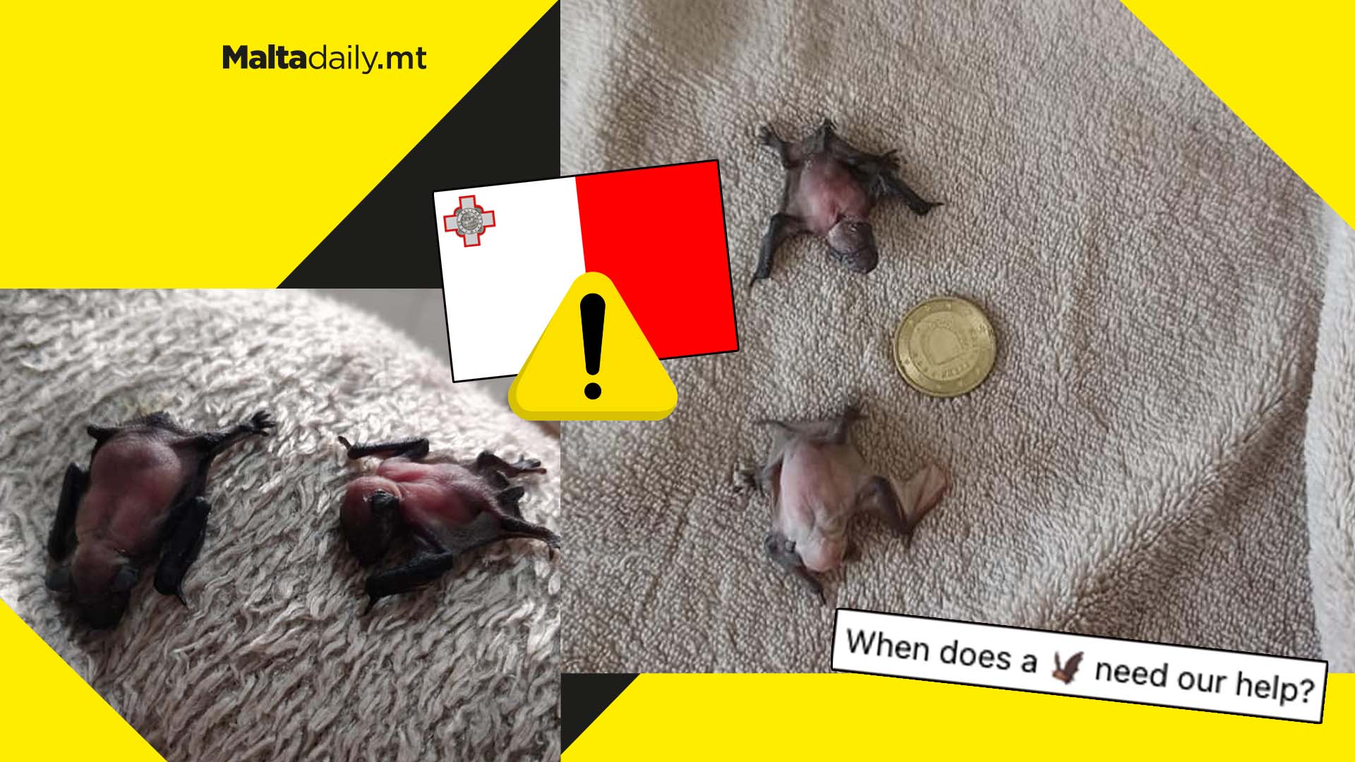 NGO reveals how to know when a local bat needs help