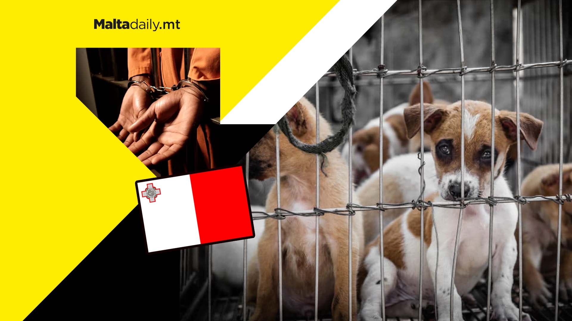 Prison sentence for animal abusers increased to five years from three