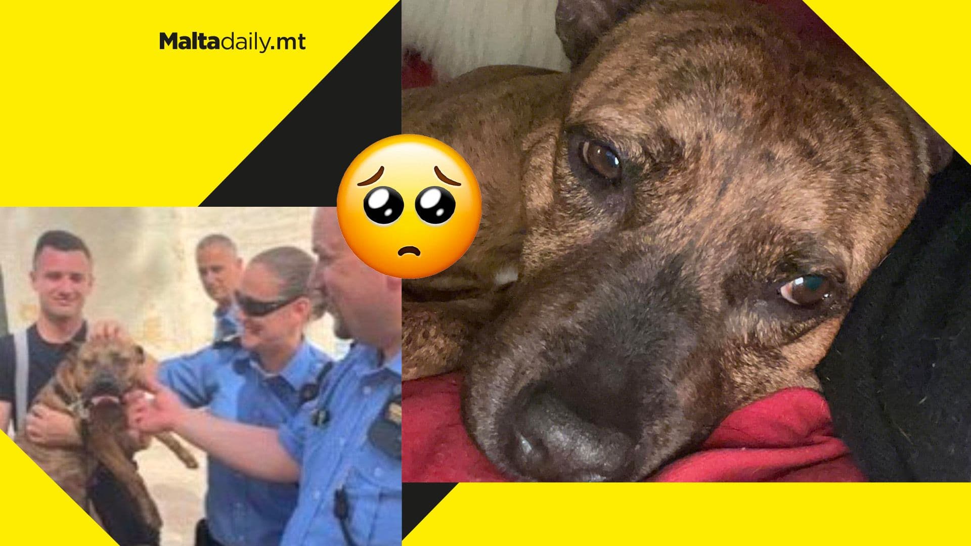 Police & CPD officers save dog’s life after falling into ditch