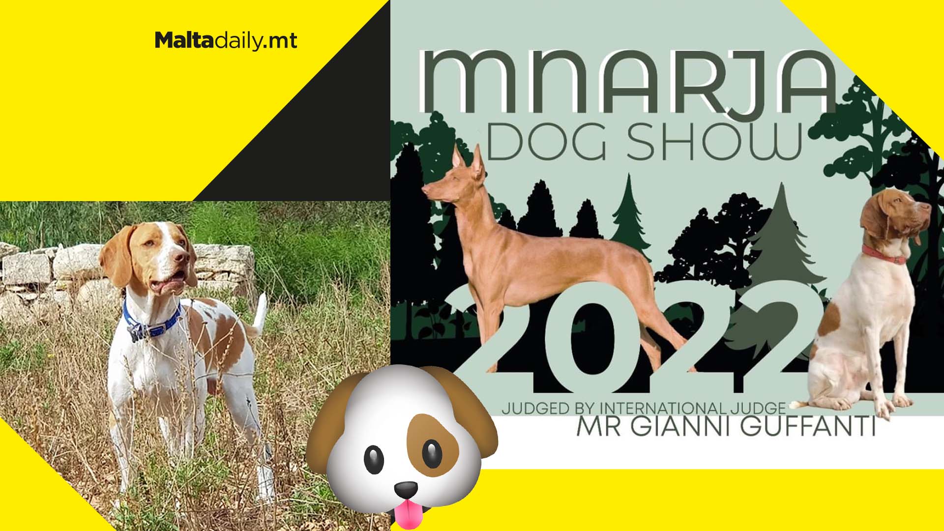 Dog show dedicated to Maltese indigenous hunting dogs for Mnarja 2022