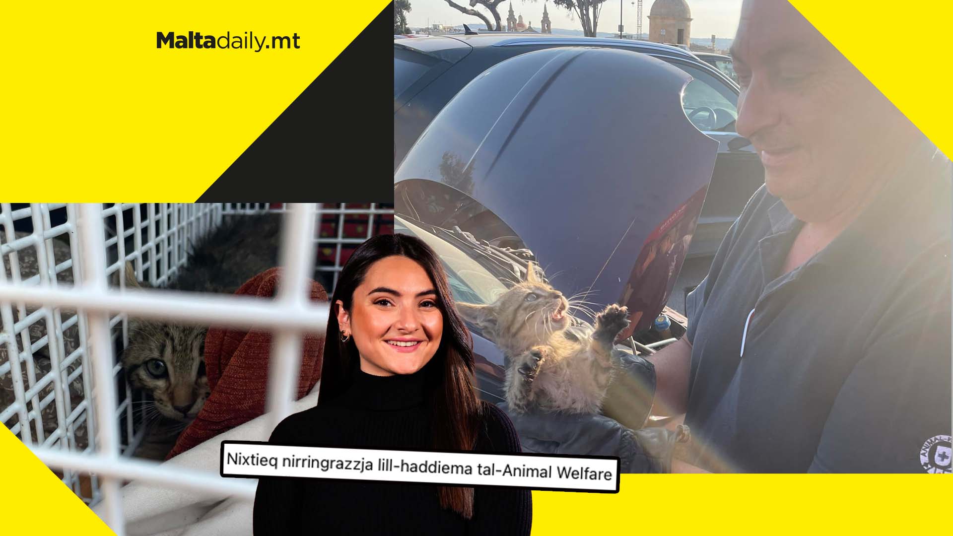 Kitten saved after it enters a lawyer’s car engine