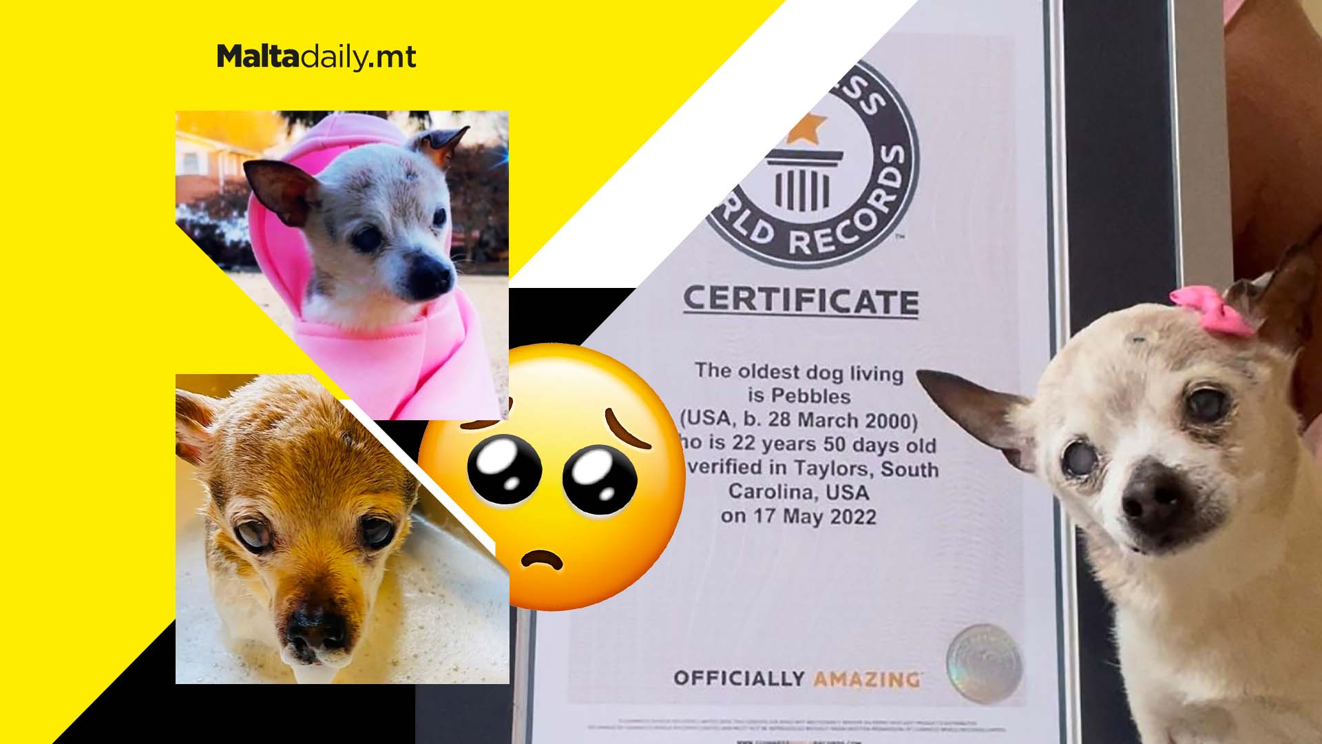 Meet Pebbles: the world’s oldest living dog at 22-years-old