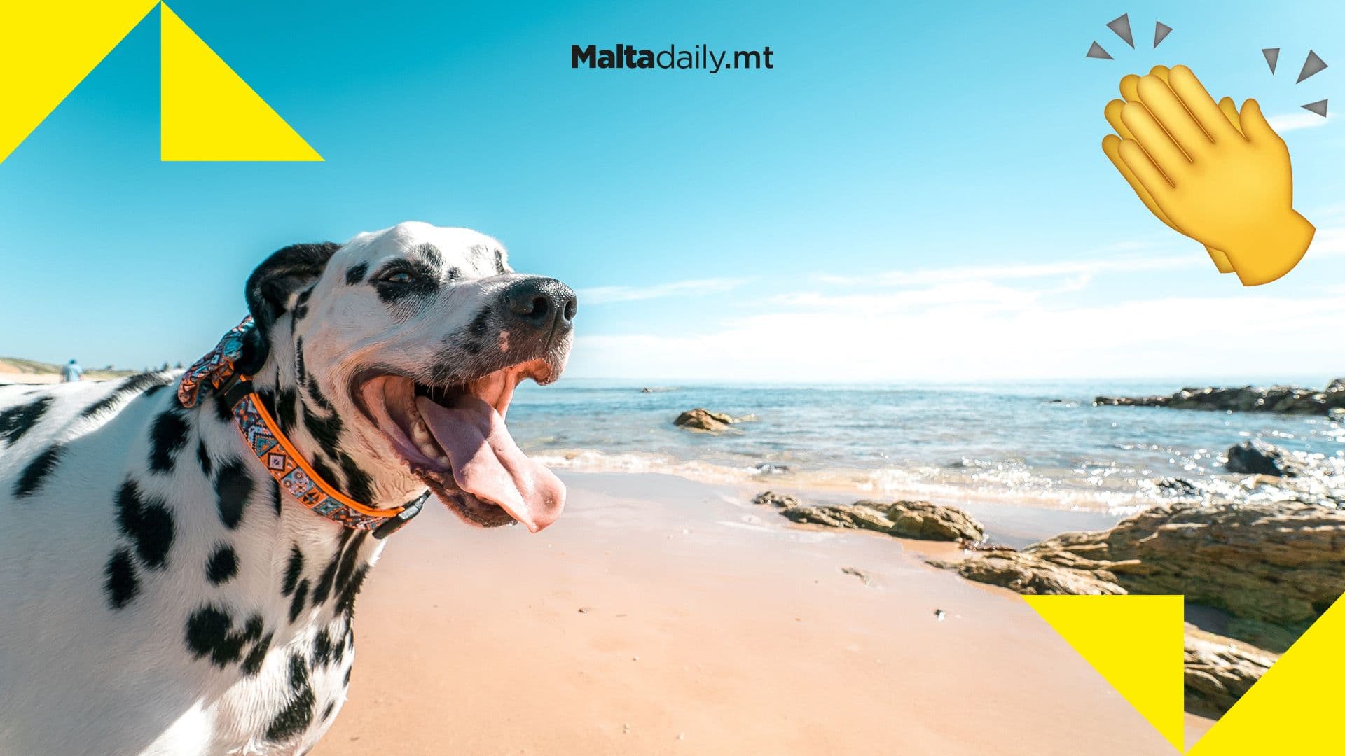 Dog-friendly beaches, running spaces & more recommended by Commissioner for Animal Welfare
