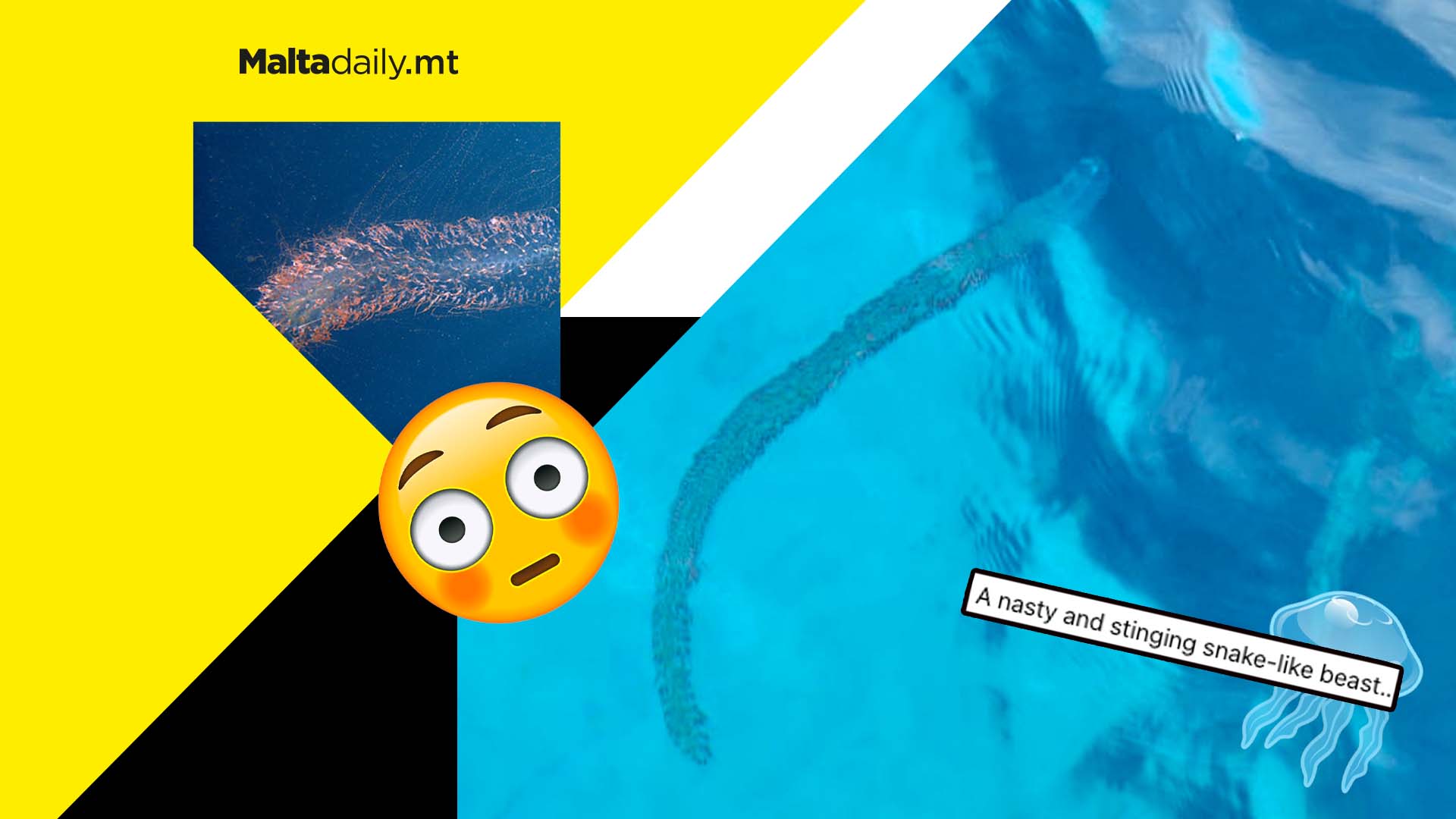 1 metre long and ‘nasty’ jellyfish colony spotted in Maltese waters