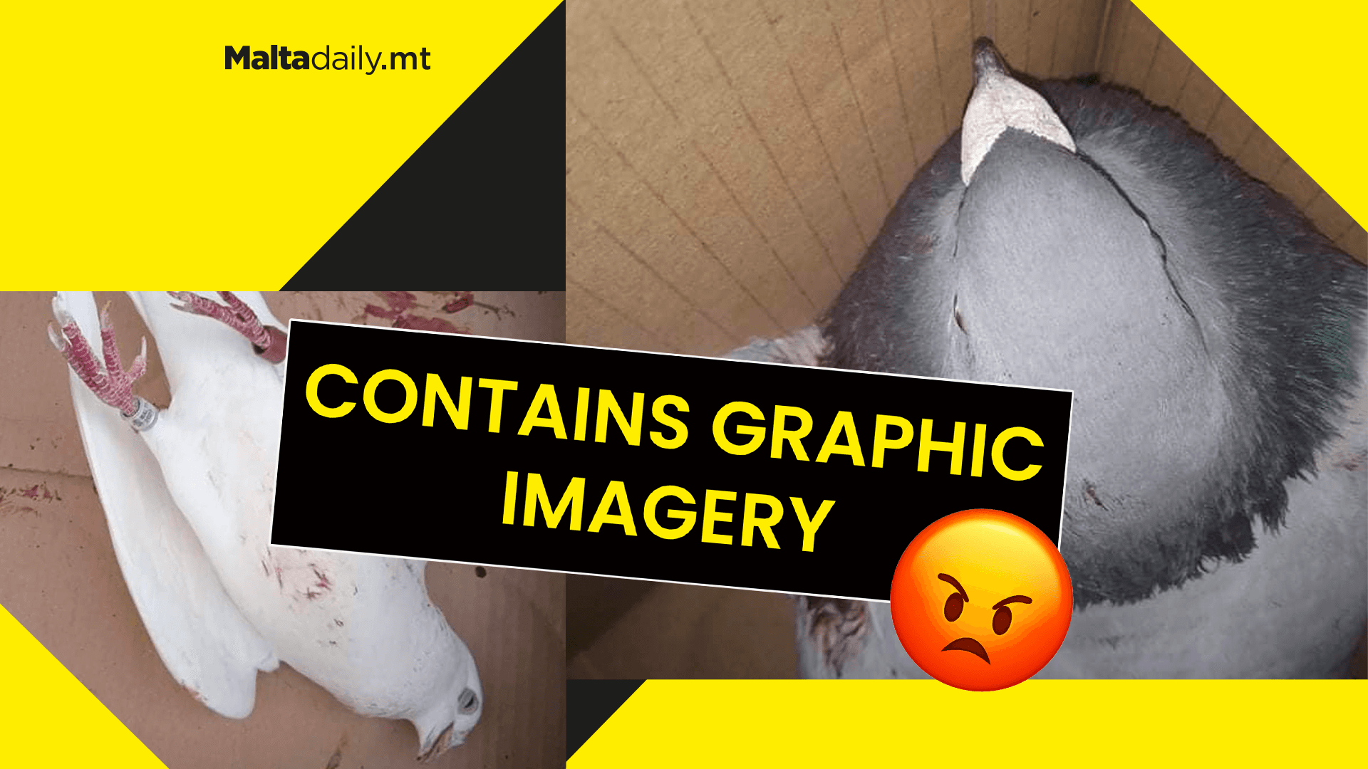 Racing pigeons illegally shot down as hunting season continues