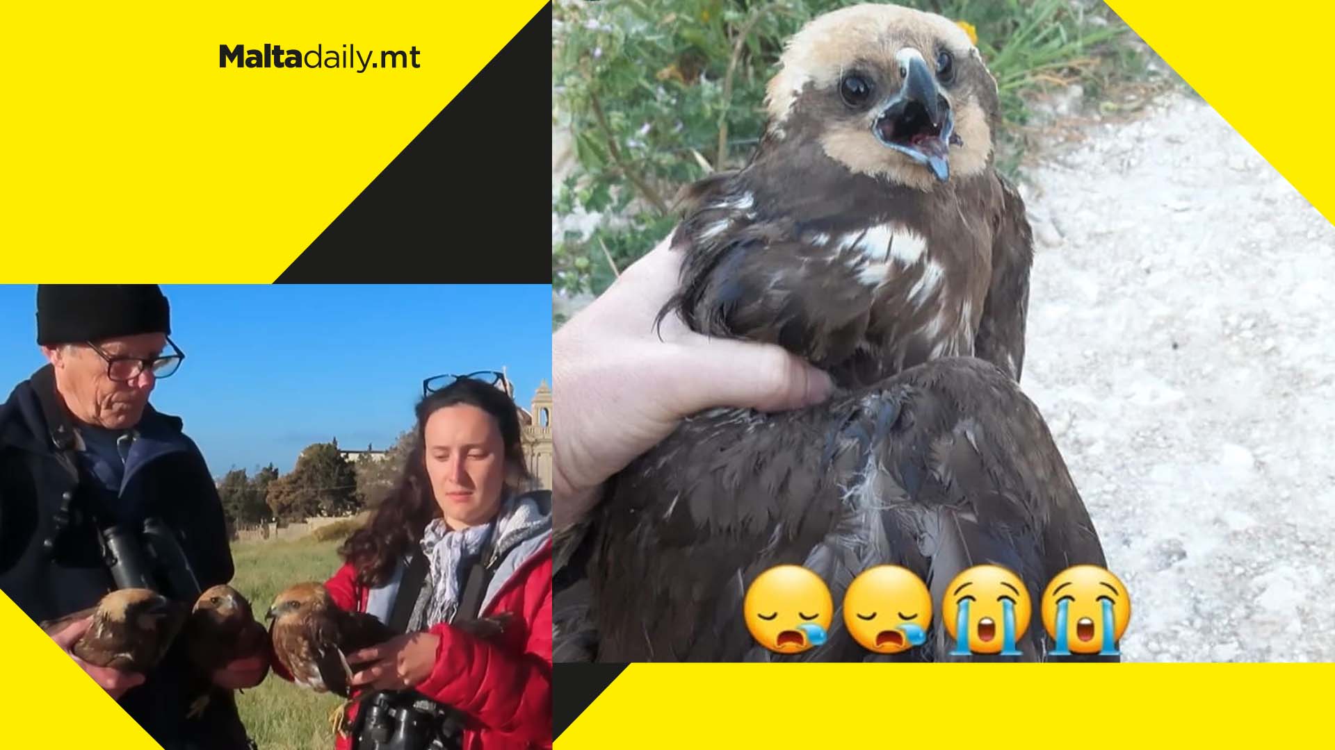 WATCH: Protected birds ‘massacred’ in illegal shooting at Delimara