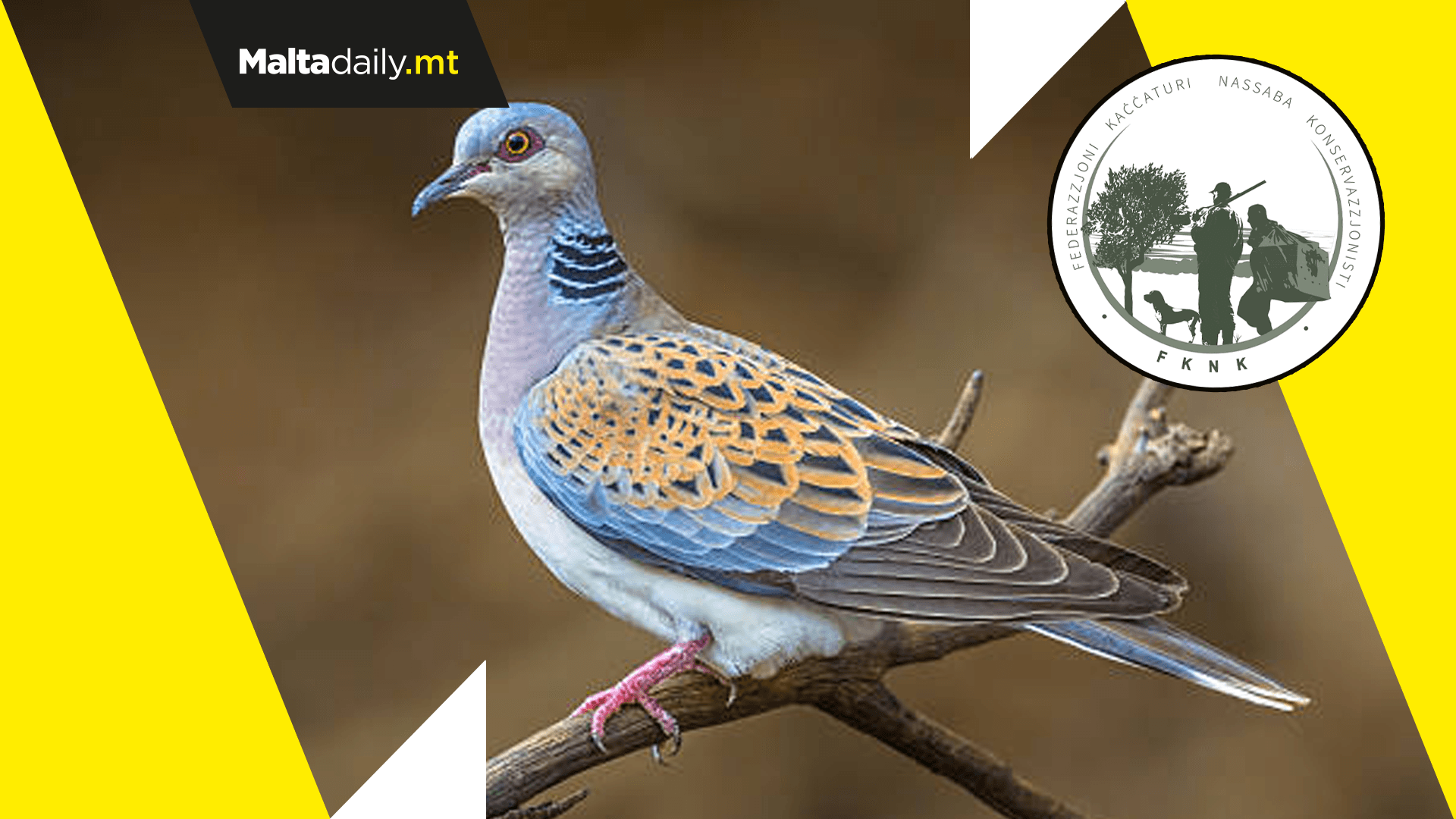 Hunters to aid in scientific research as turtle dove season begins