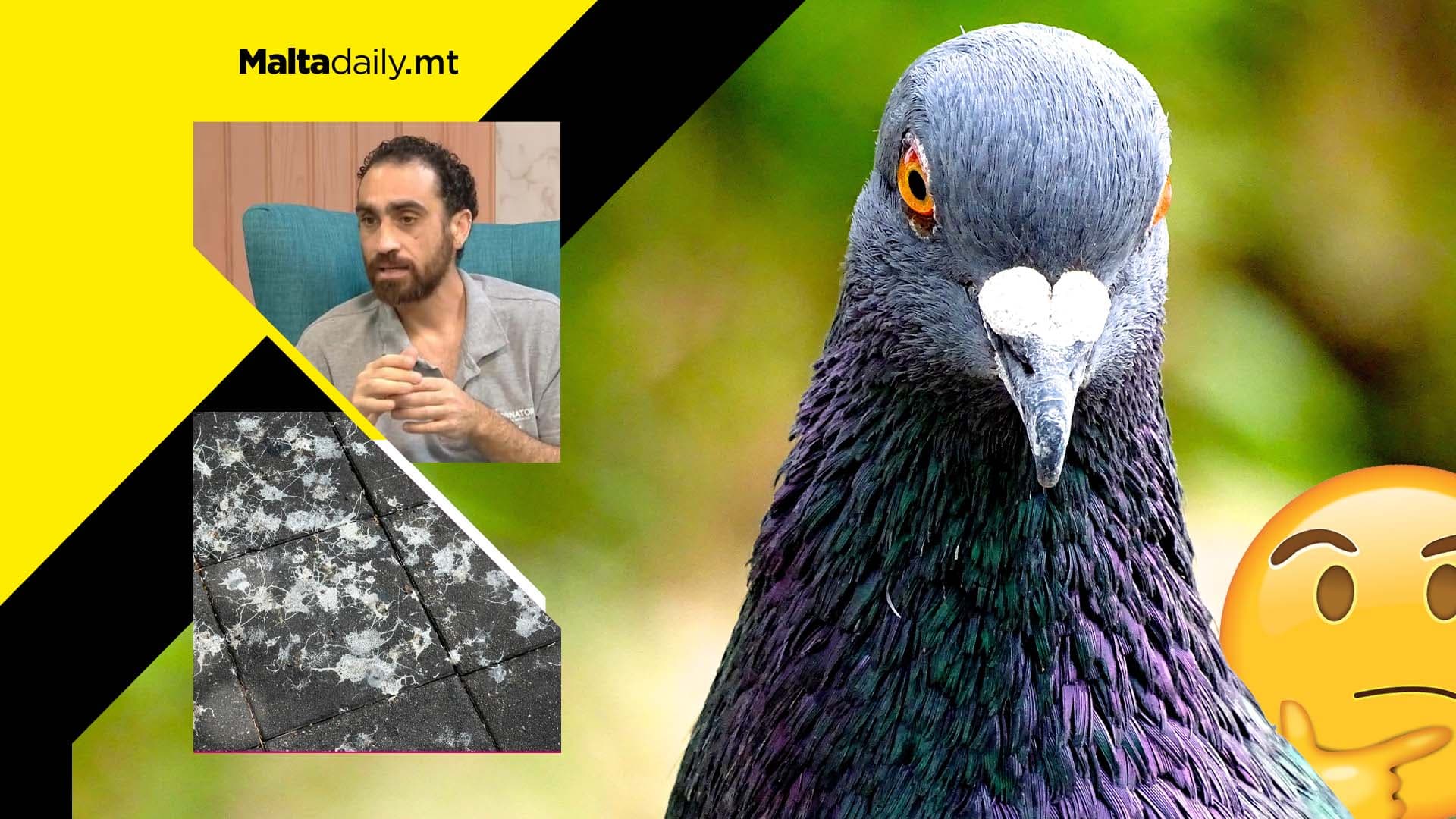 What is ‘Pigeon Birth Control’ and how is it helping Malta’s pest problem?