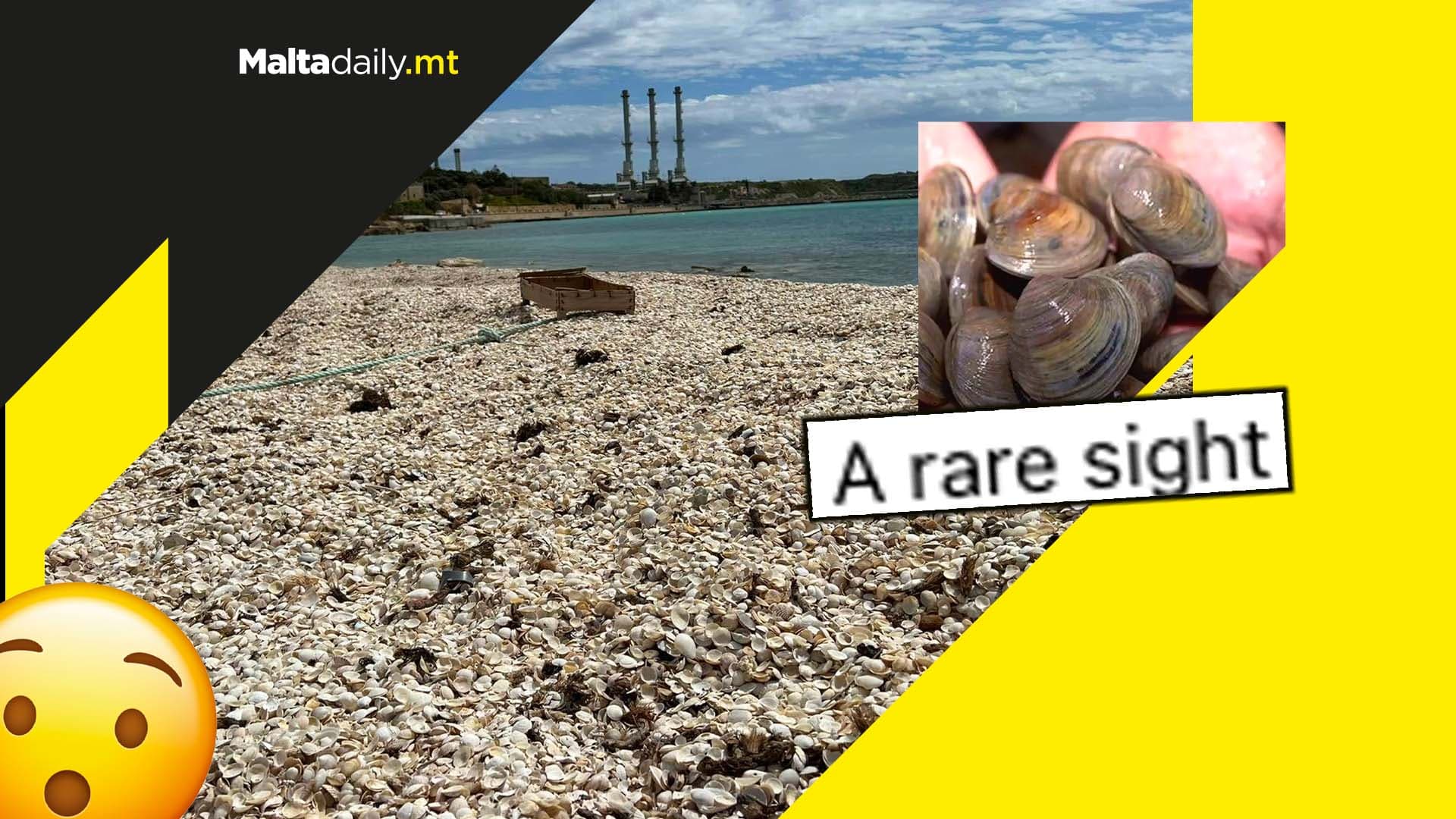 Marsaxlokk beach covered in clam shells following strong winds