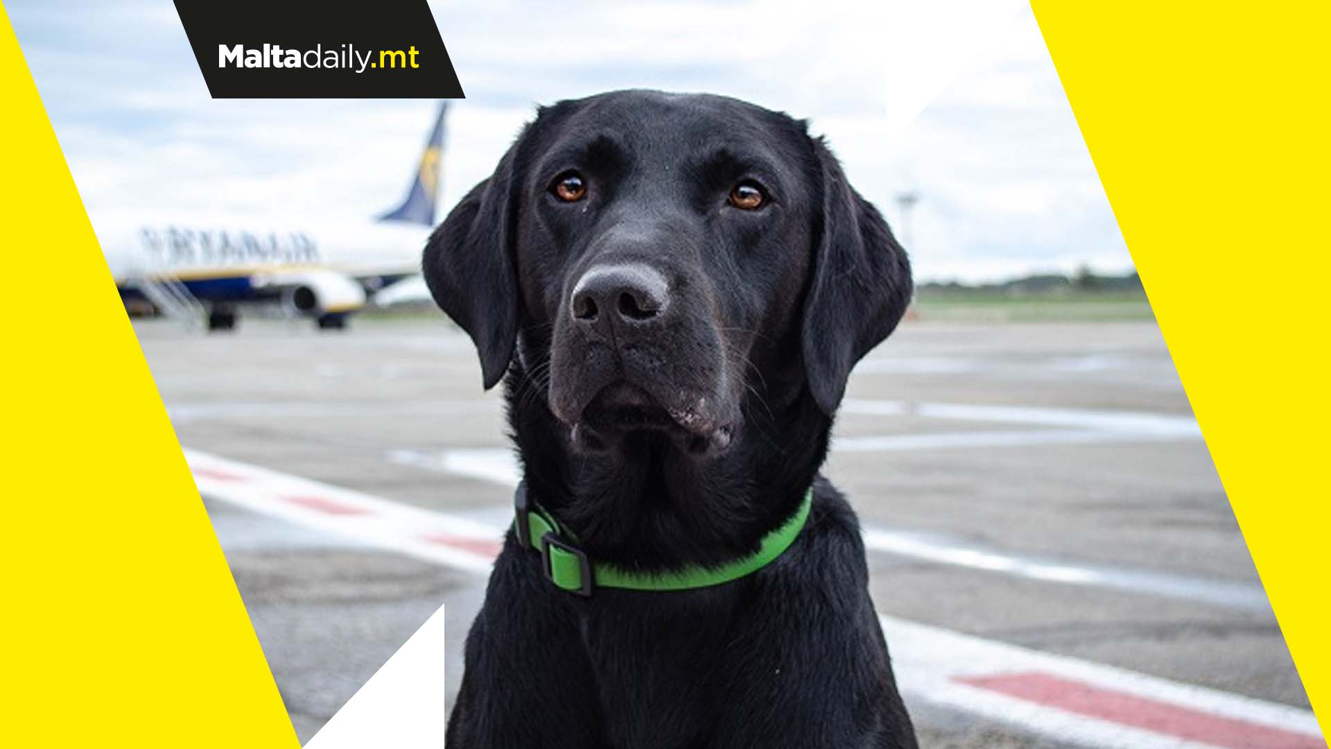 Customs canine Zekkin sniffs out €15,030 undeclared cash