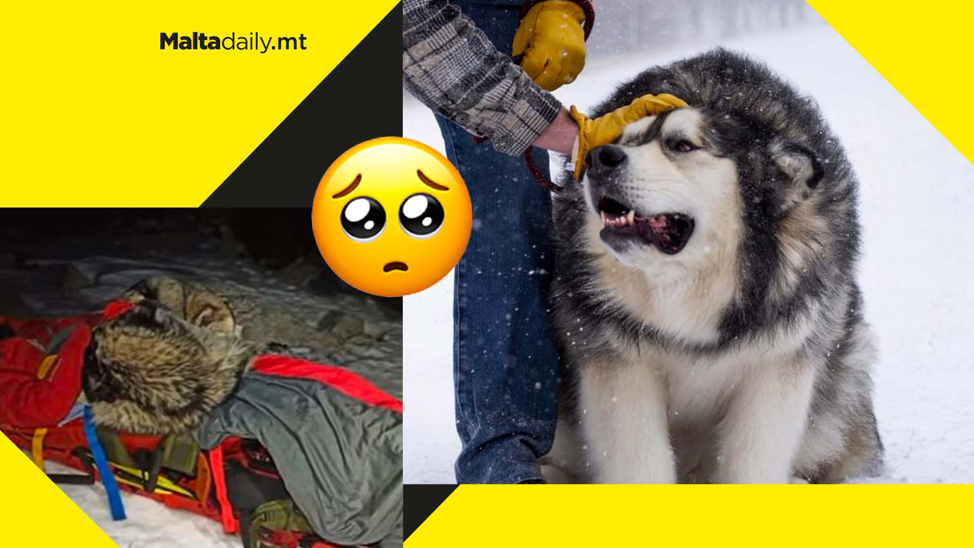 Hero dog saves injured hiker by curling around him for 13 hours