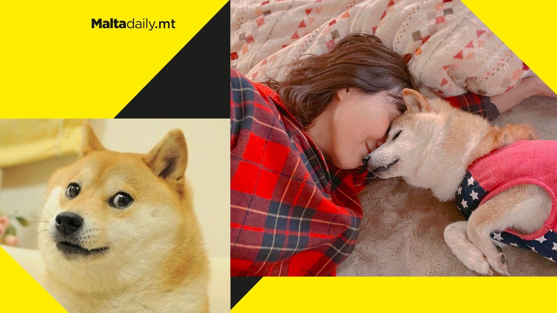 Dog that inspired ‘doge’ meme seriously ill with leukemia and liver disease, owner says