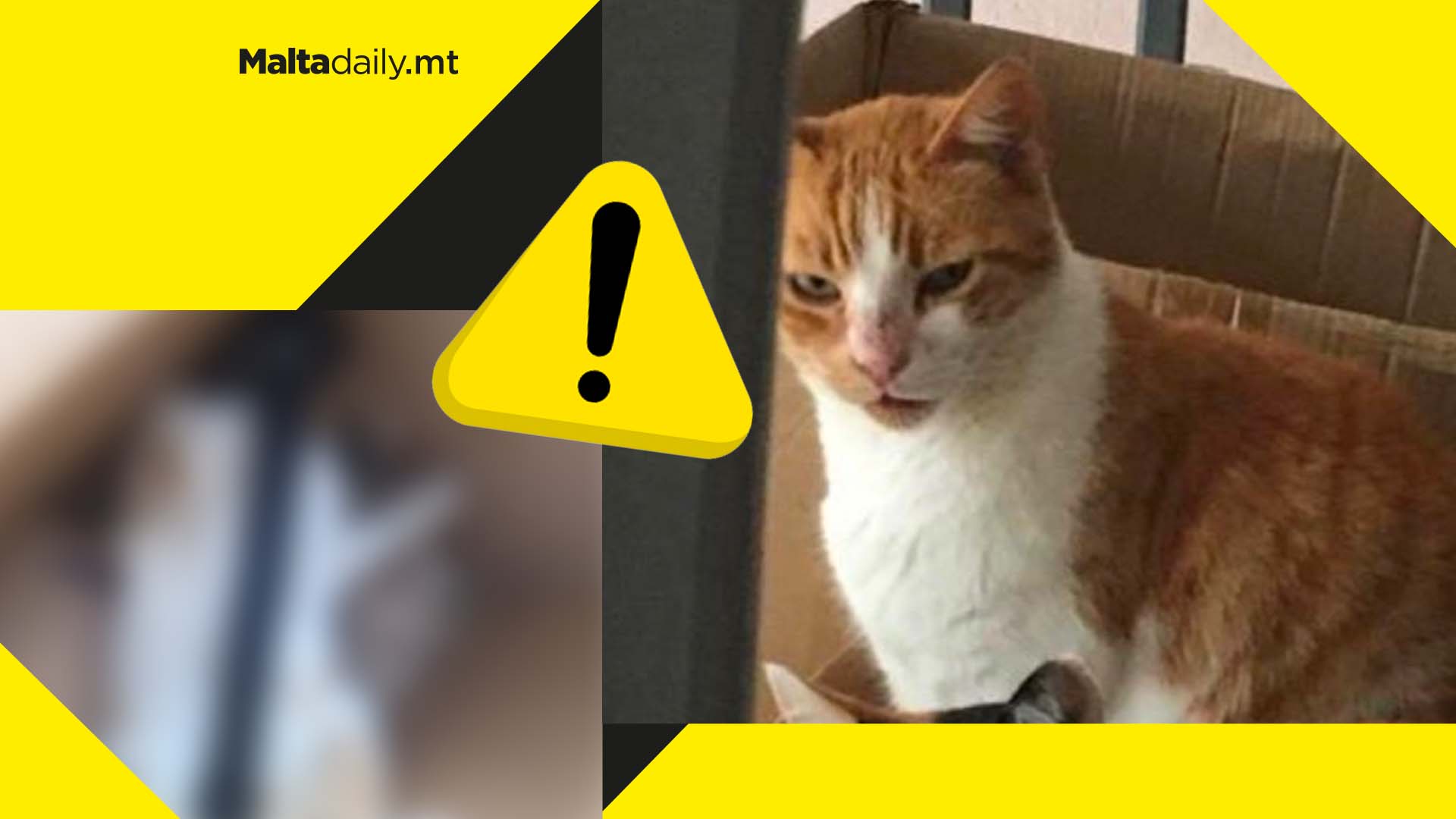 €2,800 reward for information on brutal cat killer