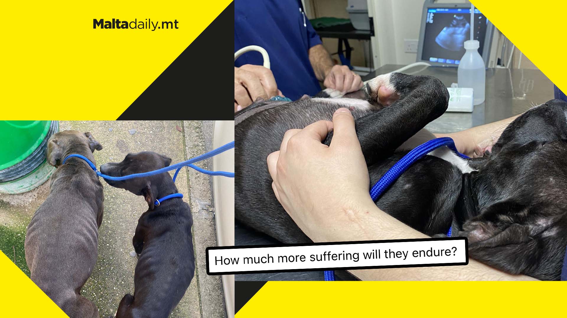 MSPCA calls for donations as they continue to treat suffering abandoned dogs