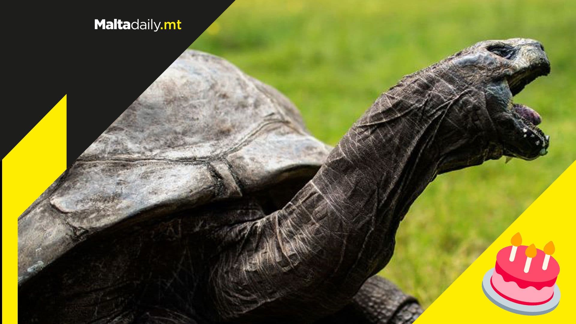 The world’s oldest land animal celebrates his 190th birthday