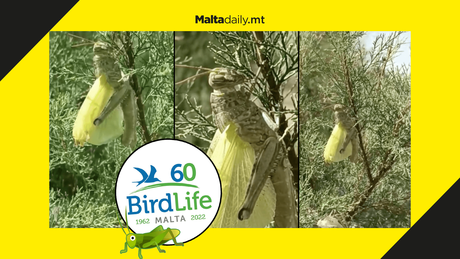 Grasshopper metamorphosis change caught on footage