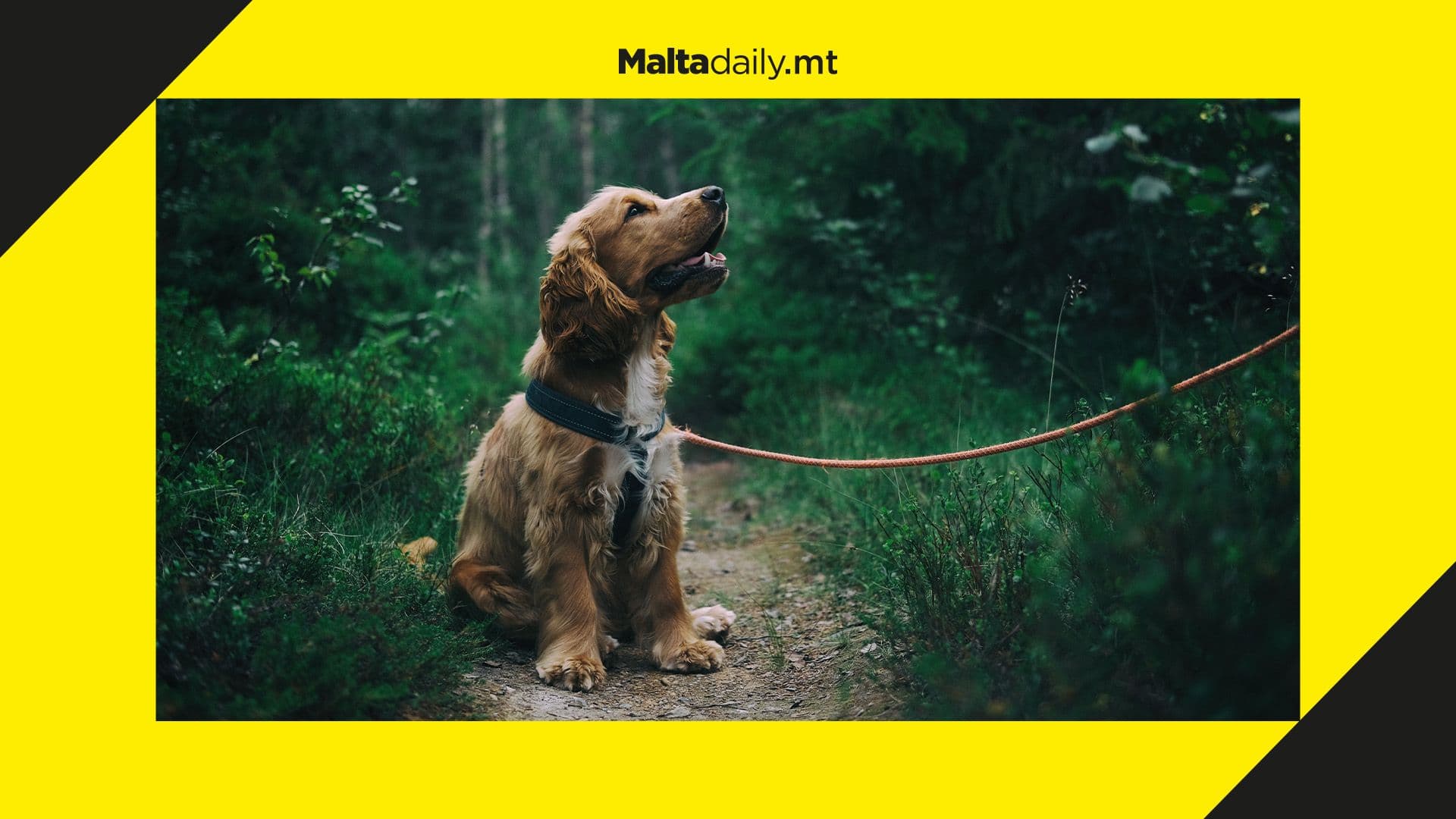 Five dogs reported dead or seriously injured whilst in care of pet sitters