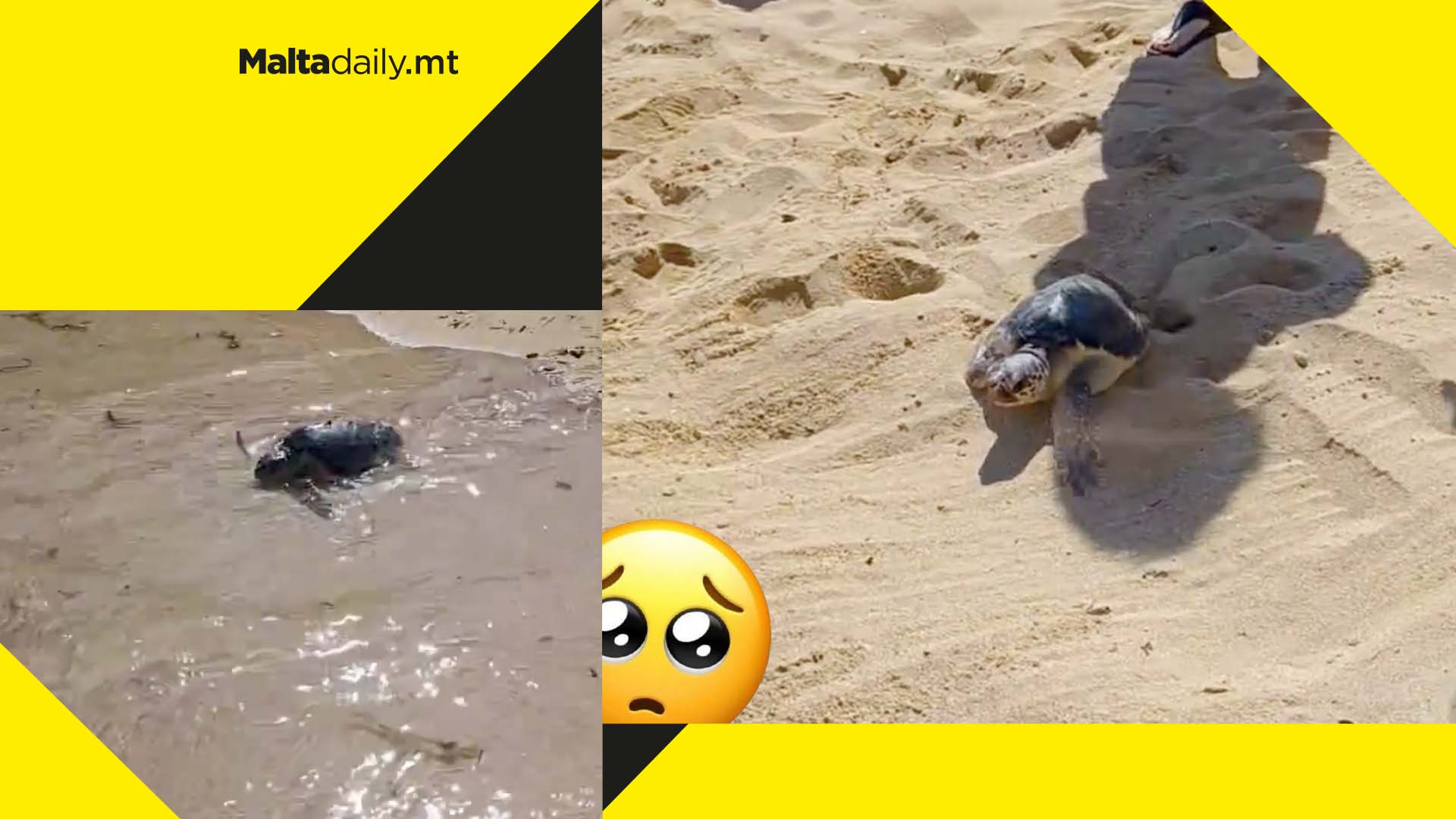 WATCH: Wholesome moment as rescued baby turtle ‘Shelly’ returned to Maltese waters