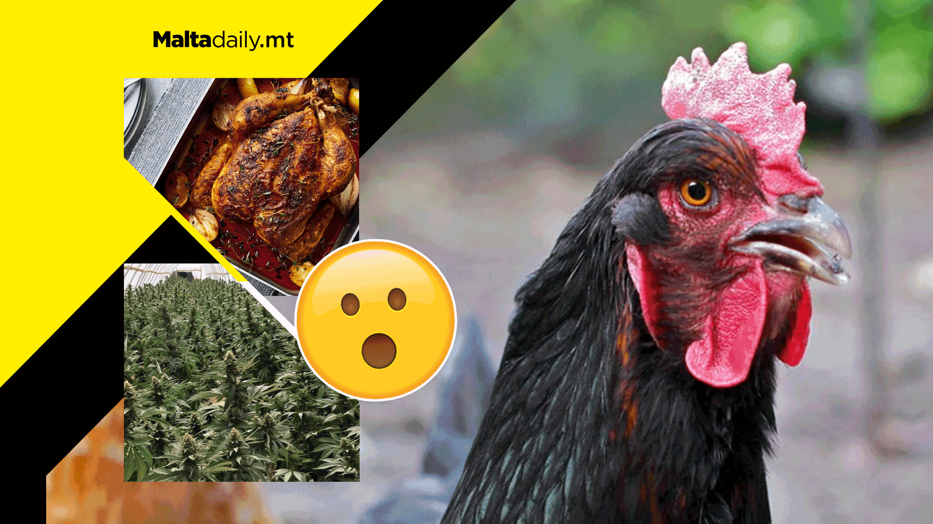 Feeding chickens weed might make it not only healthier but also tastier