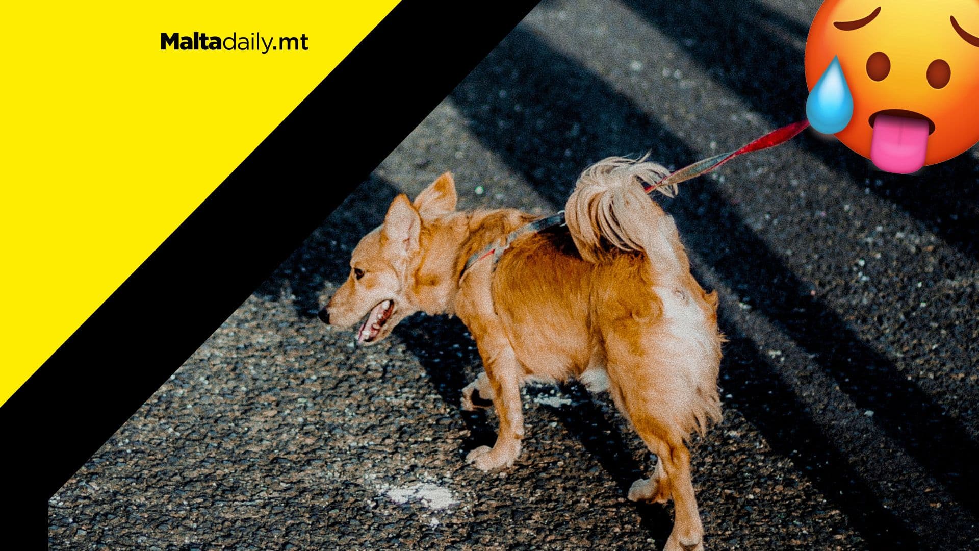 This 7-second test will tell you if it’s too hot to walk your dog