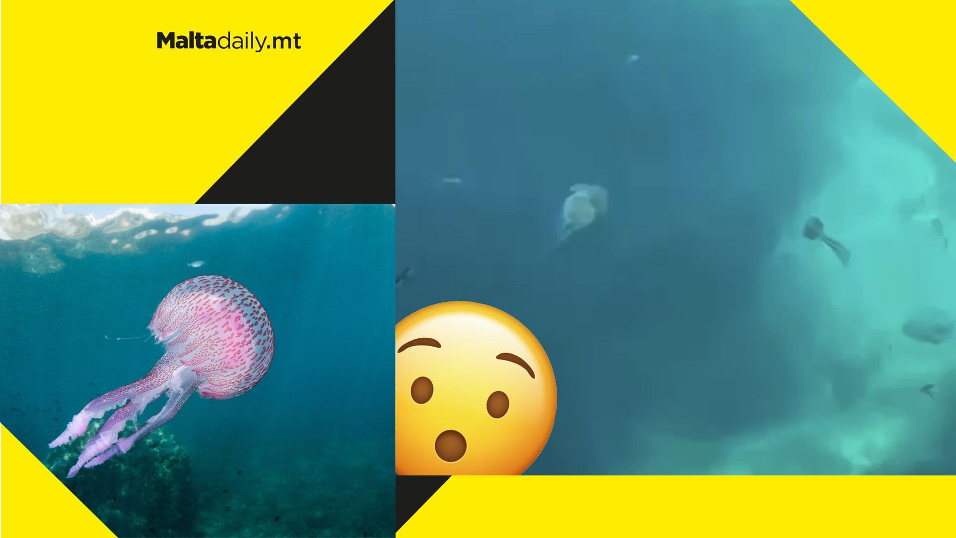 Malta’s jellyfish invasion continues as temperatures soar for the summer