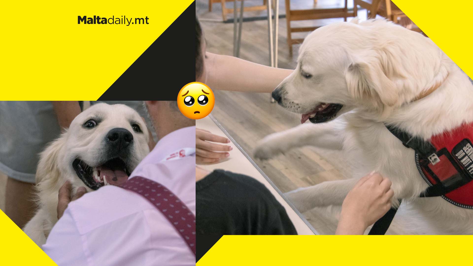 Service dogs to visit University of Malta to help students overcome exam stress