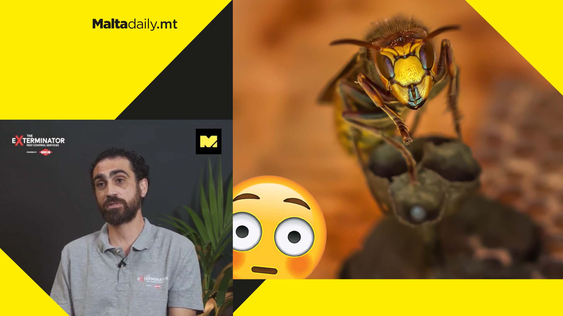 WATCH: Malta may have a SERIOUS hornet problem but here’s why you shouldn’t worry