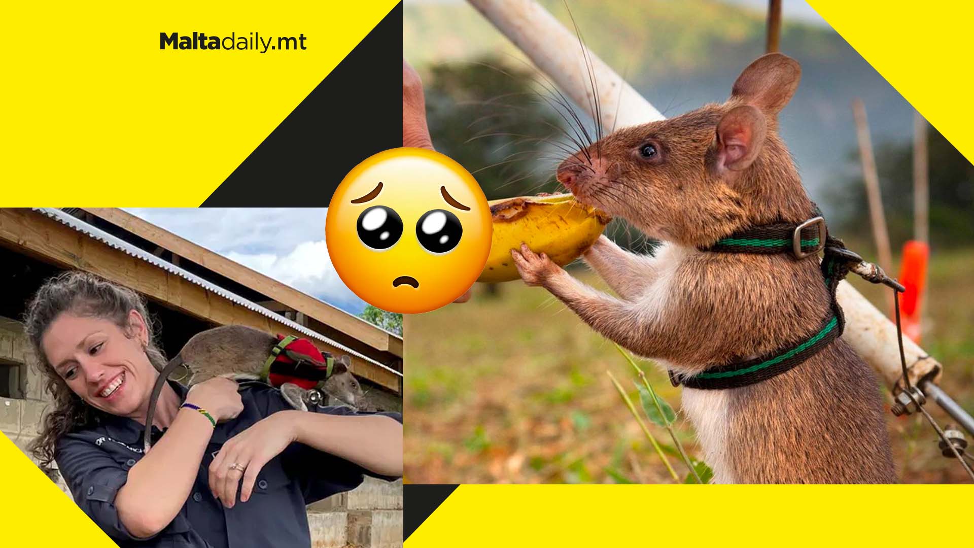 Hero rats being trained to find and rescue earthquake survivors