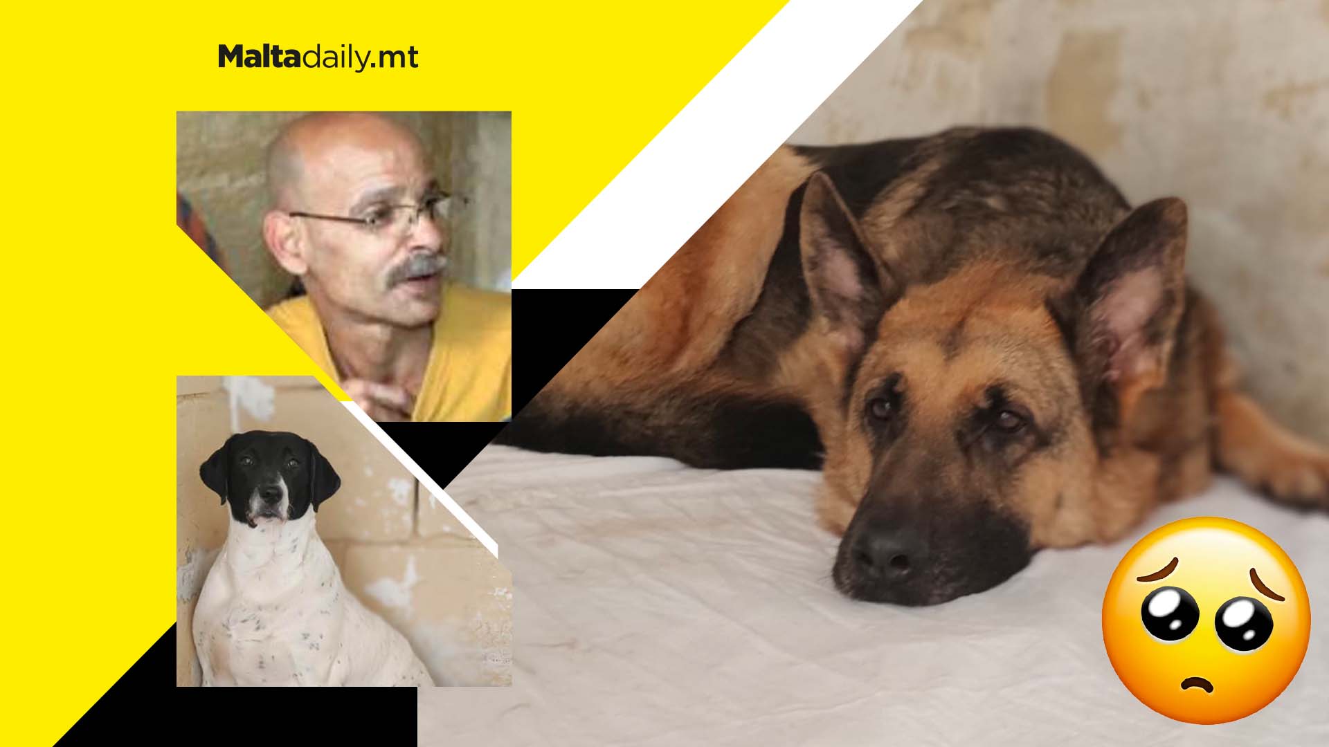 Three last dogs of late owner of 80 pets find new home at sanctuary