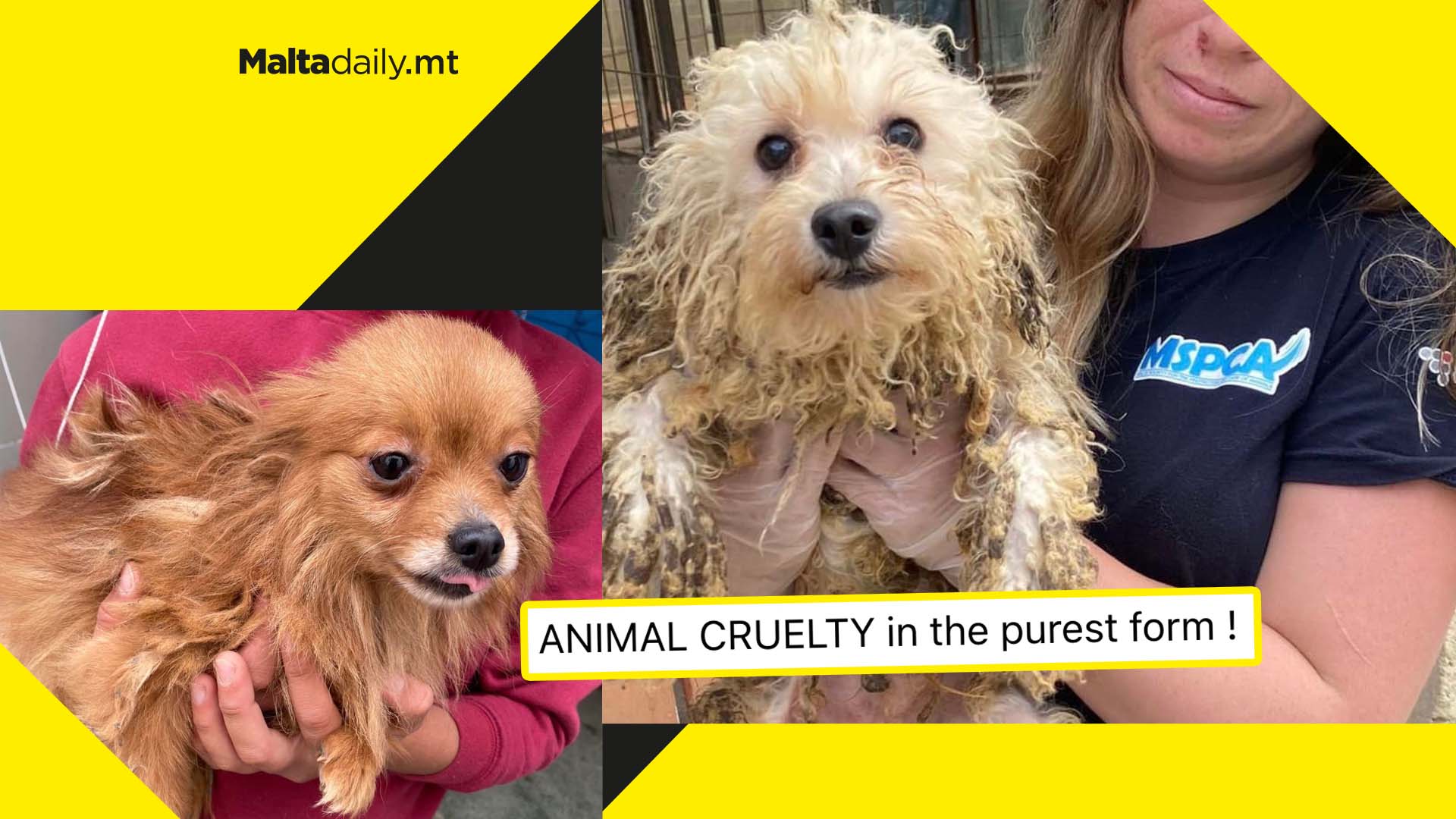 17 neglected dogs saved from cruel conditions by MSPCA and AAA