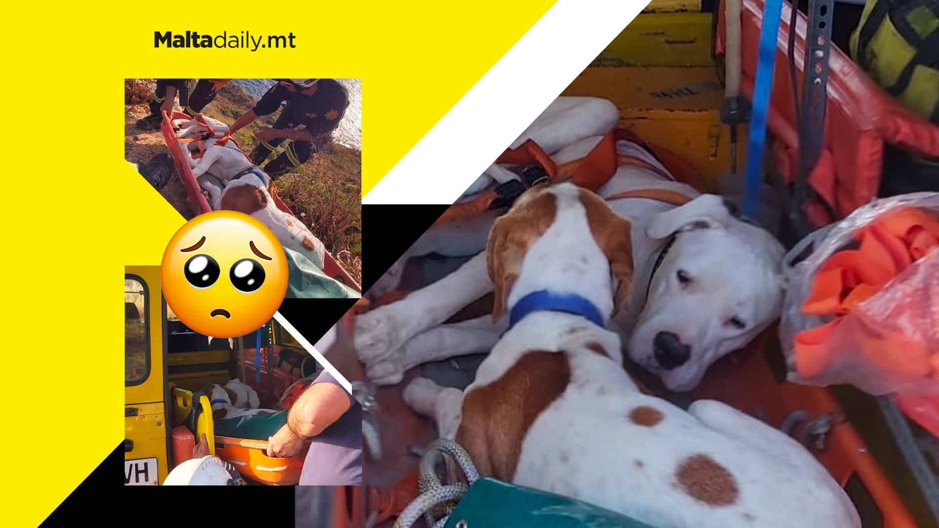 Civil Protection officers rescue two lost dogs from Mtahleb cliffs